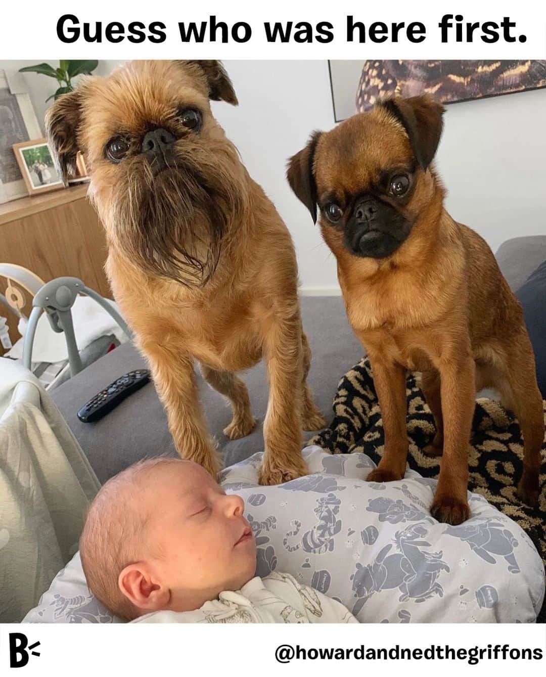 BarkBoxさんのインスタグラム写真 - (BarkBoxInstagram)「I think their faces say it all.⁠ ⁠ ⁠ @howardandnedthegriffons」12月4日 6時50分 - barkbox