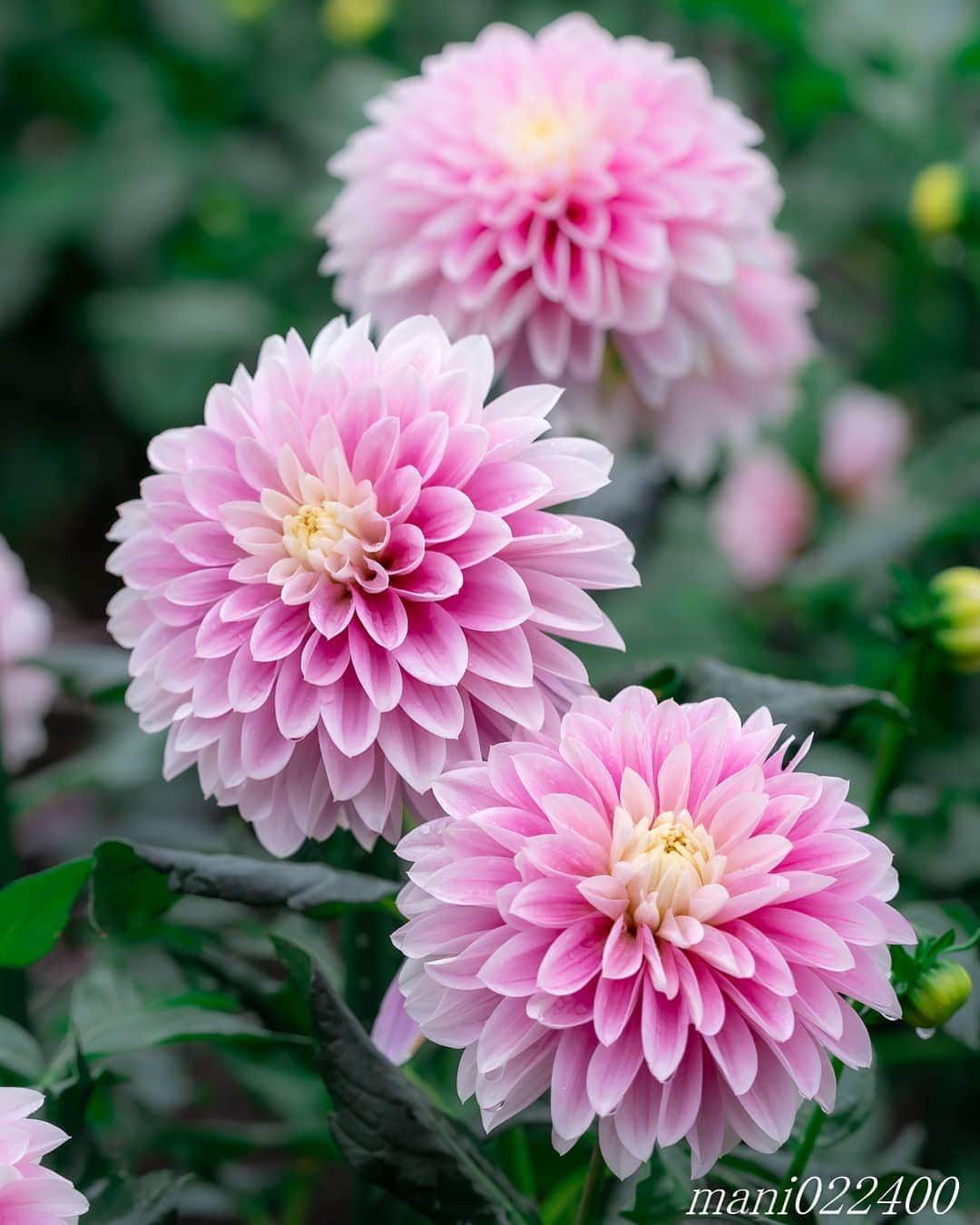 のインスタグラム：「. 4 Dec. 2019 ． . Good morning🌸🌺🌹✨ . . . . . 🌺🌺🌺🌷🌷🌷🌹🌹🌹🌸🌸🌸 ご訪問ありがとうございます🙇 . お花以外の写真は サブアカウントにポストしています。 良かったら、覗いてください🙇🙇 ⬇️⬇️⬇️ @mani0224000 . 🌺🌺🌺🌷🌷🌷🌹🌹🌹🌸🌸🌸 . . . . . 🔷🔷🔷🔷🔷🔷🔷🔷🔷 #カメラ好きな人と繋がりたい  #flower  #花 #flowers  #写真好きな人と繋がりたい love_bestjapan  serahana #ファインダー越しの私の世界  #花のある暮らし  #bns_lite #eclecticshow #explore_floral . #9vaga9  9Vaga_Rose9  9vaga_3flowers9  #floristsandflowers #ip_blossoms_member #fabulous_shots ig_flowers #ponyfony_flowers #meiko_flora_member meiko_roses  #myheartinshots #la_flowers #rainbow_petals #top_favourite_flowers  #quintaflower #inspiring_shot #phx_flowers dreaming_in_macro #flower_special_legend  nature_special_legend  #ind_flowers #tv_flowers  #best_mmf_vipday  #best_beauty_flora_  9vaga_flowersart9 #ptk_flowers #fleur_noblesse_m .」