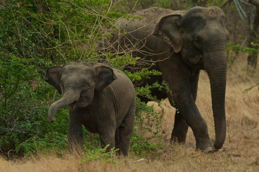National Geographic Creativeさんのインスタグラム写真 - (National Geographic CreativeInstagram)「Photo by @stevewinterphoto | A female elephant walks with her calf in Yala National Park, Sri Lanka. #Elephant #SriLanka #Wildlife」12月4日 6時54分 - natgeointhefield