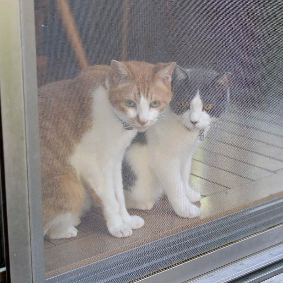 末吉 弦太さんのインスタグラム写真 - (末吉 弦太Instagram)「実家の老猫、チャオ爺が本日亡くなりました。  手のひらに収まる子猫の頃に、姉妹のルネと一緒にうちへ来て20年と7ヶ月。 ルネが先立って4年ちょっと。 平均寿命よりも少し長く生きた、立派な大往生です。  チャオにはあまり好かれていなかったため、これといって可愛いエピソードはありません。 ただ、猫が苦手な自分が猫と関わりをもった最初のキッカケは、ひょんな事から押し付けられたチャオとルネであり、きっと二人と暮らしていなければマイケルたちとも出会えていなかったし、写真は続けていたでしょうが、インスタに猫の写真を投稿して皆さまと繋がることも無かったでしょう。  そんな初めての猫との暮らし。 わからない事と失敗の連続でした。  まだ離乳食が必要だった頃にカリカリを食べさせたり。 よくトイレに行くなーと思ったら尿路結石になってたり。 ピンクの鼻が妙に白いなーと思ったら酷い貧血だったり。 数え出せば枚挙にいとまがありません。  今にしてみれば「あんなんで、よく長生きしたなぁ…」と思うのですが、そうした失敗の数々は今、マイケルたちの健康管理に活かされており、彼らが輸血ドナーに参加できるほど健康なのもチャオとルネの存在あってのものです。  これまで野良っこ達も何十匹と見送ってきました。 それこそ、チャオとルネに匹敵するくらい付き合いの長い子もいて、野良っこも家の子も区別なく、差別なく接してきたつもりです。  それでも、やっぱり人生で最初に家族となった猫だからでしょうか。長い時間を身近に過ごしたからでしょうか。チャオとルネの死は他の子達とは少し異質な寂しさが募ります。 人よりもずっと足早に老いていく姿を見て、心の準備をしてきた筈なのに、いざ別れを前にすると、どうしても胸の奥の方がザワザワしてしまう。  野良っこ達を見送る時に「もし、ウチに連れて帰っていたら…」なんて答えの出ないたらればが頭の中をぐるぐる回る悔恨とは違う、できることをやりきって、寿命を寿命として受け入れているのに、それでも去来する遣る瀬なさを何と呼べばいいのでしょう。  まあ、感情に名前なんてつけなくてもいいのかもしれませんね。  生まれてきてくれてありがとう。 ウチに来てくれてありがとう。 20年間楽しかったよ。  いつか、また。どこかで。  #僕らの居場所は言わにゃいで」12月4日 7時20分 - gtx_777r