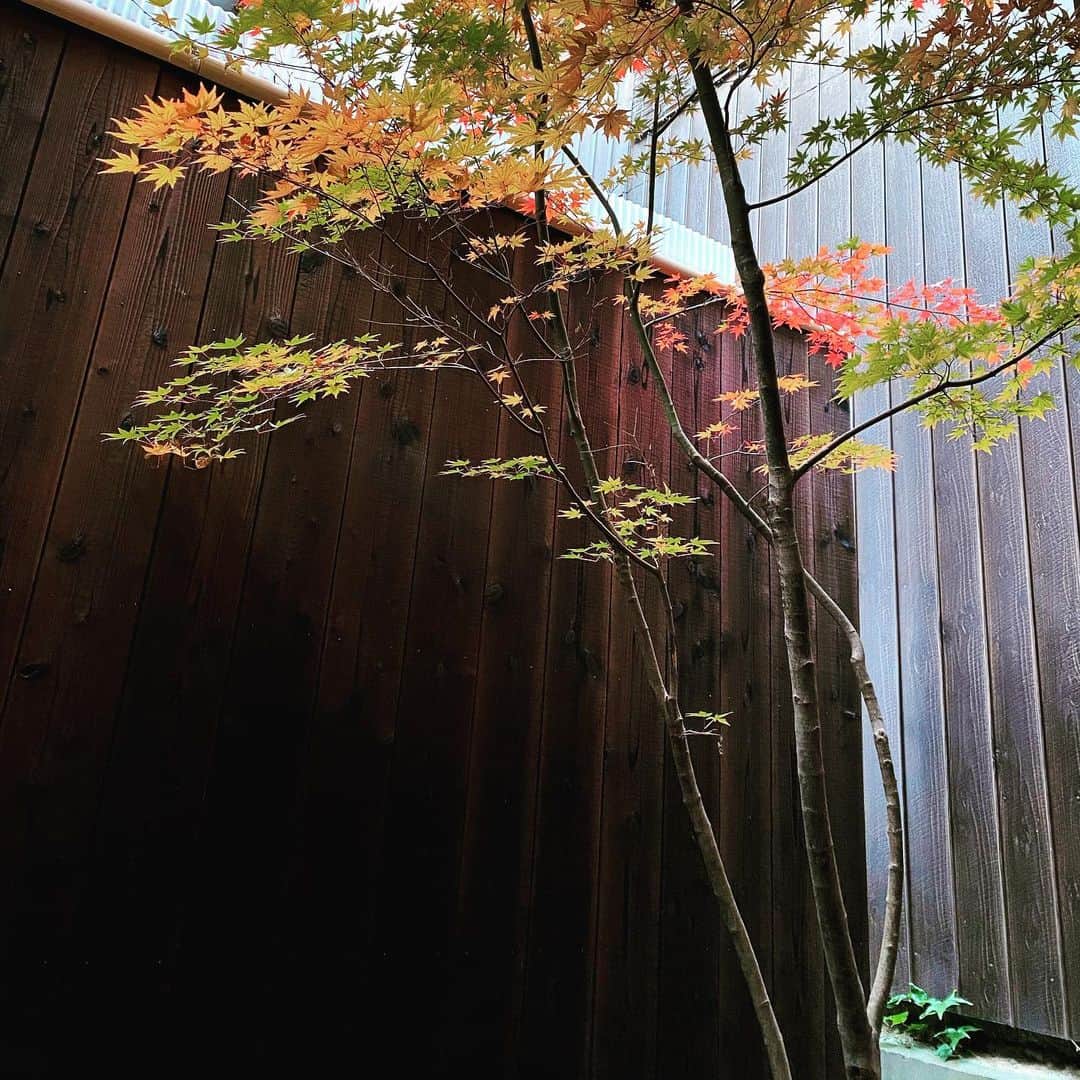鴨志田由貴のインスタグラム：「京都の家の紅葉がとても綺麗です。 そろそろ終わってしまうかな。」