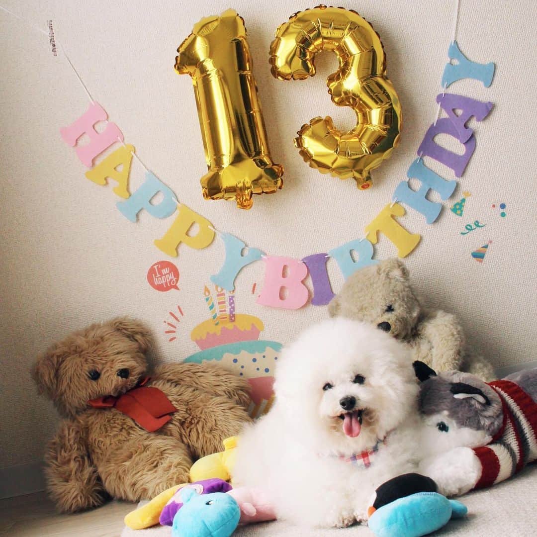 ゆうのインスタグラム：「. . Happy 13th birthday Ernie‼︎🎂 13歳になりました。 . 風船バンバン🎈割っちゃう アーニーさんが大好きよ😂 . これからも末永く宜しく❤️ 13歳が健康で楽しく過ごせますように! I love you Ernie . . . #誕生日 #birthday🎂 #13歳 . . .」