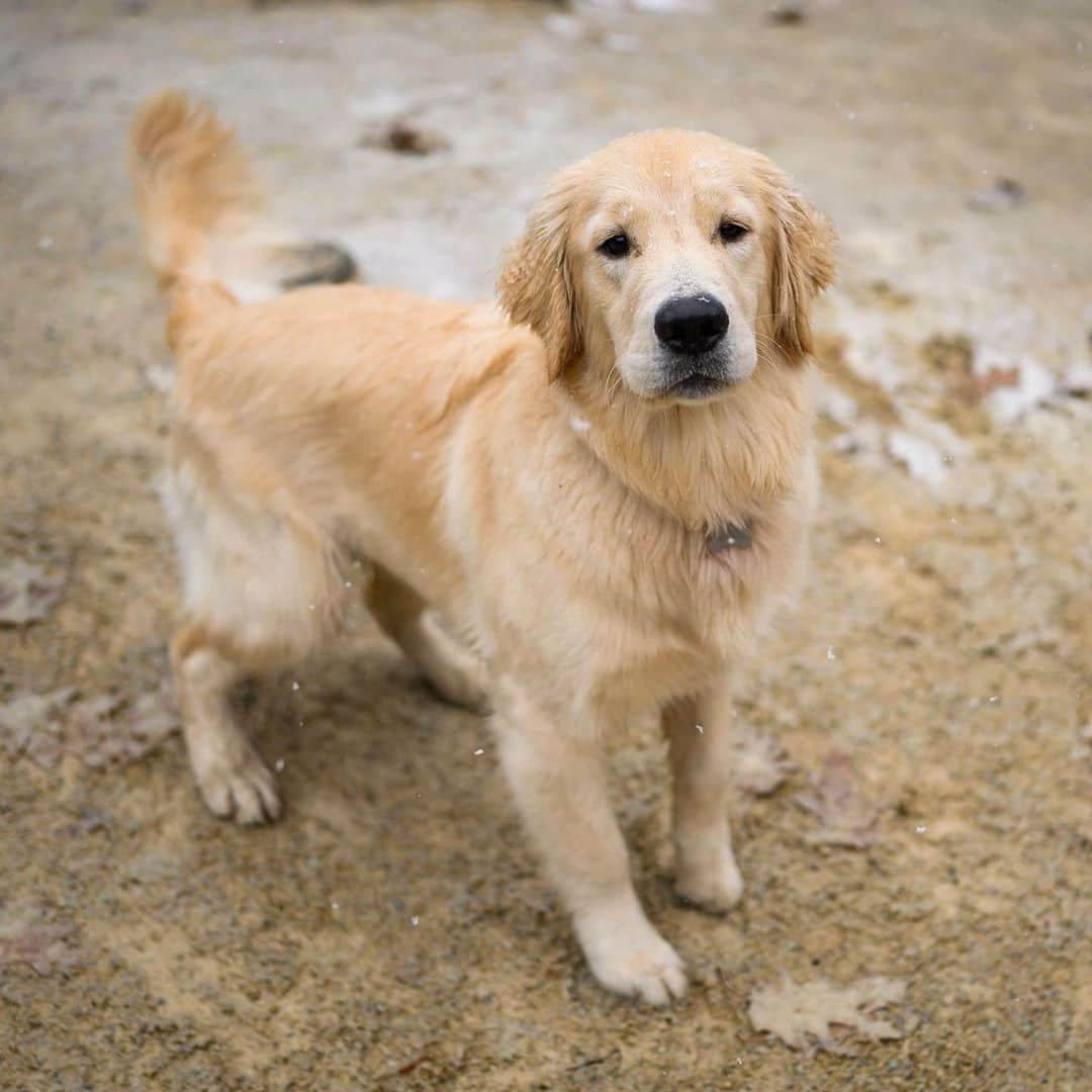 The Dogistさんのインスタグラム写真 - (The DogistInstagram)「Honey, Golden Retriever (9 m/o), Washington Square Park, New York, NY • “It’s the first time she’s seen snow.”」12月4日 7時45分 - thedogist