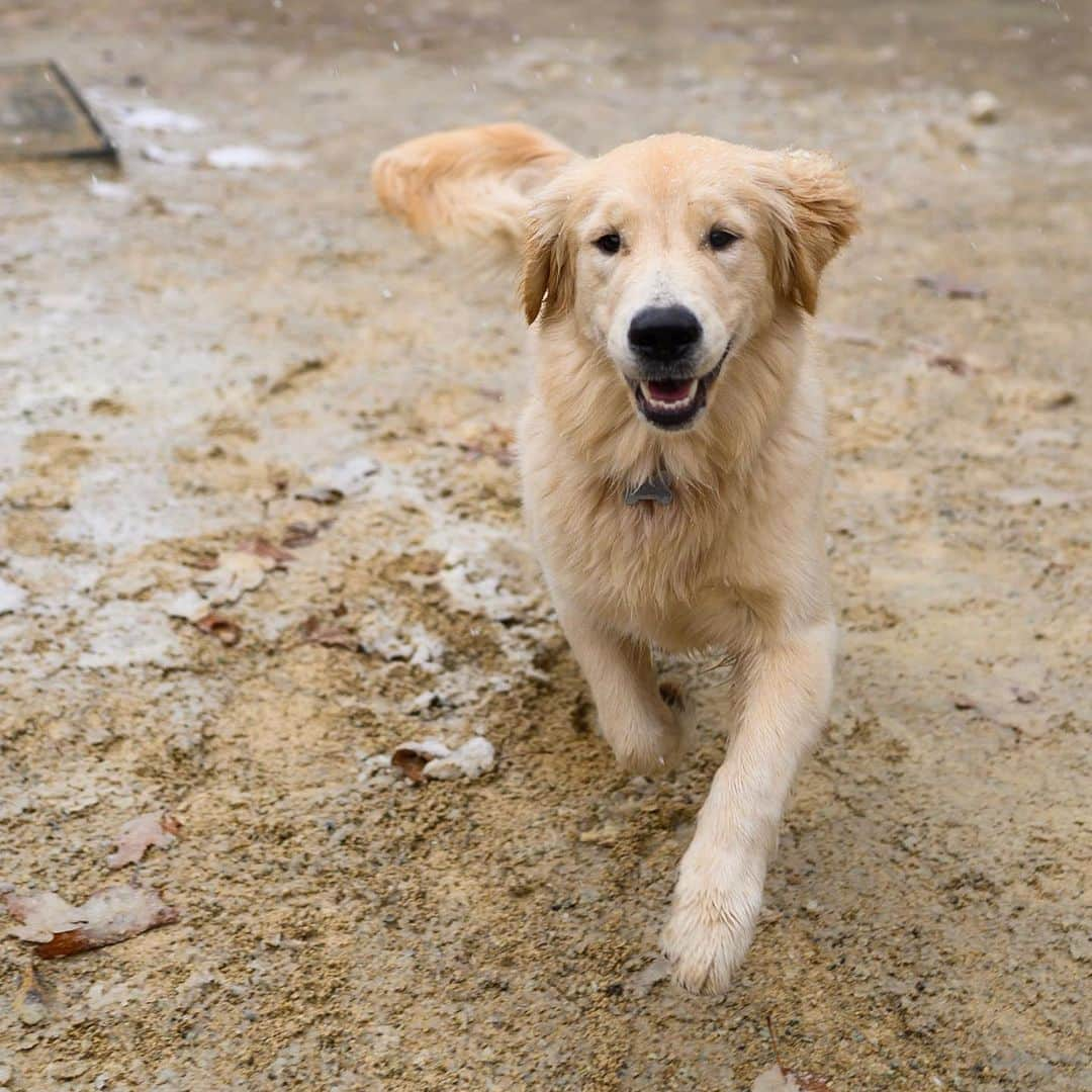 The Dogistさんのインスタグラム写真 - (The DogistInstagram)「Honey, Golden Retriever (9 m/o), Washington Square Park, New York, NY • “It’s the first time she’s seen snow.”」12月4日 7時45分 - thedogist