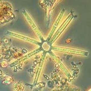 スミソニアン博物館さんのインスタグラム写真 - (スミソニアン博物館Instagram)「Can you guess what these are? We'll hold. ... ... ... They're not holiday lights—they're microscopic algae cells, called Thalassionema nitzschoides. Alone, they look like straight bars, but together they form stars, snowflakes and other zigzag-like designs. Each individual cell is 10 times thinner than the thinnest strands of hair. Thalassionema lives in warm waters all over the world. @smithsonianenvironment microbiologists found these in the Chesapeake Bay.」12月4日 7時47分 - smithsonian
