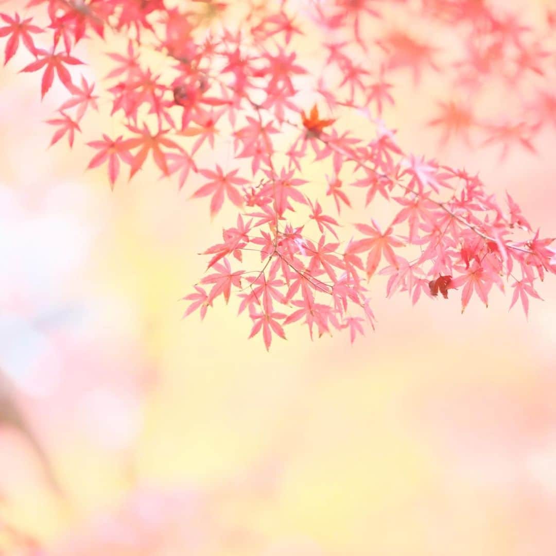 kiccyomuのインスタグラム：「☀️ 2019.12.04 Wed 京都の #紅葉 🍁 #永観堂 の庭園にいっぱいのモミジ🍁 正直言って… 時間が足りませんでした😅 * 今日も元気に🤗 * location #京都 撮影 11月22日」
