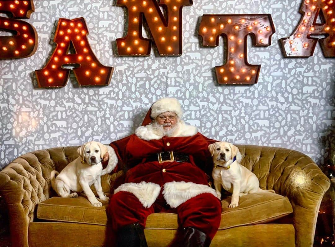 Huckのインスタグラム：「George and Gibbes getting into the Christmas spirit!🎄🎅🏼🐾 . . . . . . . #talesofalab #yellowlab #labradorretriever #fab_labs_ #labrador_class #talesofalabpuppy #yellowlabsquad #labsofinsta #worldofmylab #labphotooftheday #puppygram #englishlabrador #labs_of_insta #puppiesofinstagram #christmas」