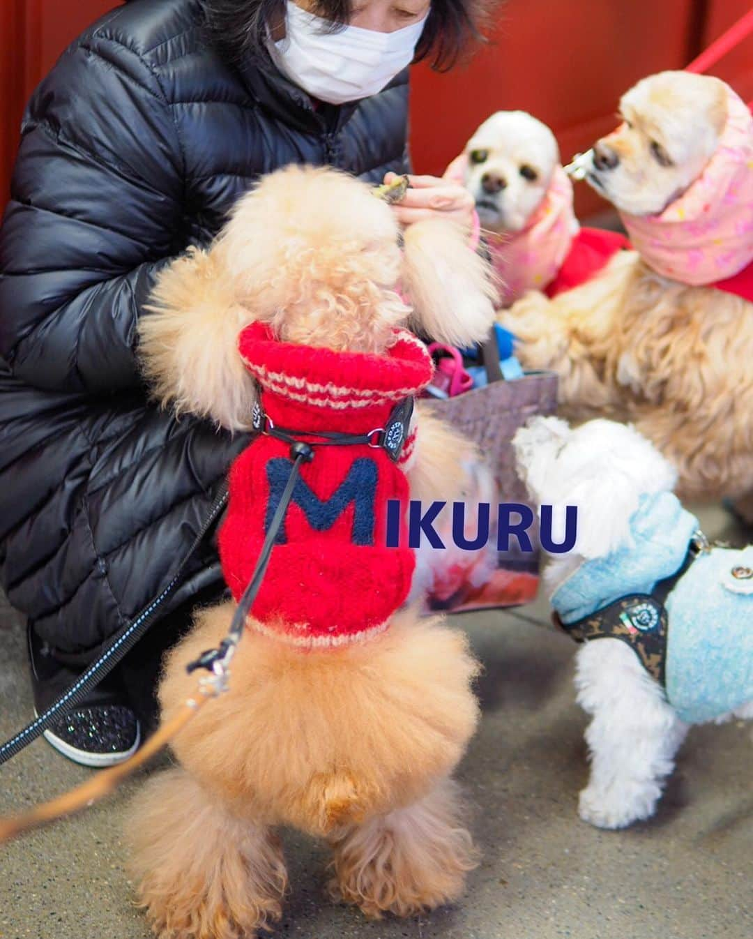 Toypoodle Mikuru?Asakusa Tokyoさんのインスタグラム写真 - (Toypoodle Mikuru?Asakusa TokyoInstagram)「20191204 Wednesday. Good morning! Friends ❤️ オニク番長ちゃん🍖 今朝も肉活に勤しんでました😰 . ❶ 宝蔵門前だよ。 ❷ 肉活動画 ミルクちゃんにガウとか😱 ❸ お色で悩んだMニットは🧶 赤に❤️ . 早くお休み来ないかなぁ🥺 . #浅草寺 #宝蔵門 #肉活 #ツインテール」12月4日 8時09分 - purapura299