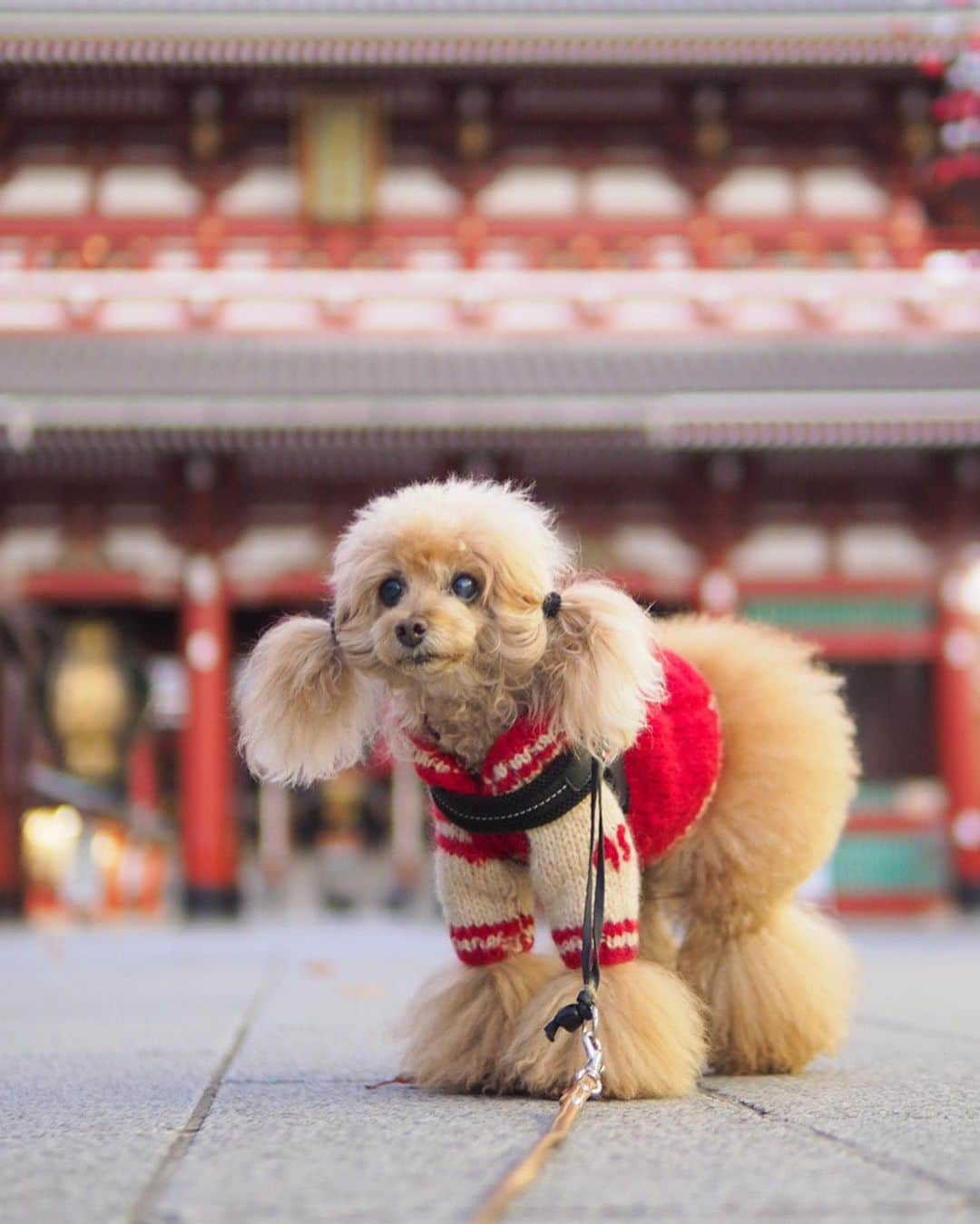 Toypoodle Mikuru?Asakusa Tokyoさんのインスタグラム写真 - (Toypoodle Mikuru?Asakusa TokyoInstagram)「20191204 Wednesday. Good morning! Friends ❤️ オニク番長ちゃん🍖 今朝も肉活に勤しんでました😰 . ❶ 宝蔵門前だよ。 ❷ 肉活動画 ミルクちゃんにガウとか😱 ❸ お色で悩んだMニットは🧶 赤に❤️ . 早くお休み来ないかなぁ🥺 . #浅草寺 #宝蔵門 #肉活 #ツインテール」12月4日 8時09分 - purapura299