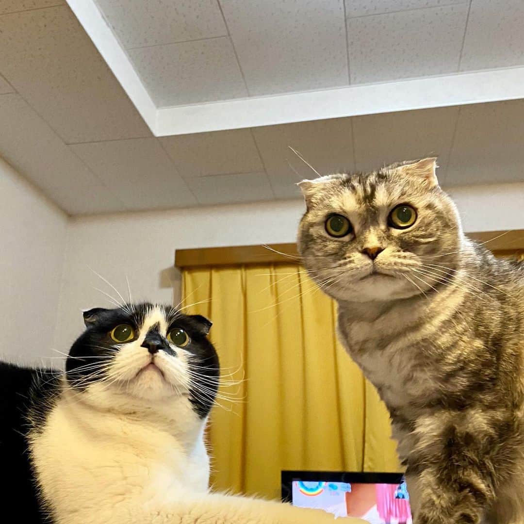 tiaichimaさんのインスタグラム写真 - (tiaichimaInstagram)「Good morning!! 🌨おはナビムーギー‼︎ *  それぞれのお口'ᴥ'  ナビちん→(ﾐ・ﻌ・ﾐ)  ムーギー→(=`･∧･´=) *  そして、ムギ坊の、頭と体の大きさのバランスが気になる…🤔 *  #牛柄組鼻まわり汚れ隊 #ナビちん#ムーギー#muugieeboy#neko#cat#猫#ネコ#ねこ#スコティッシュフォールド#まんじゅう部#致命的な魅力#scottishfold#catsofinstagram #cats_of_instagram#cats_lover#ハチワレ#('◉▲◉’)」12月4日 8時32分 - tiaichima
