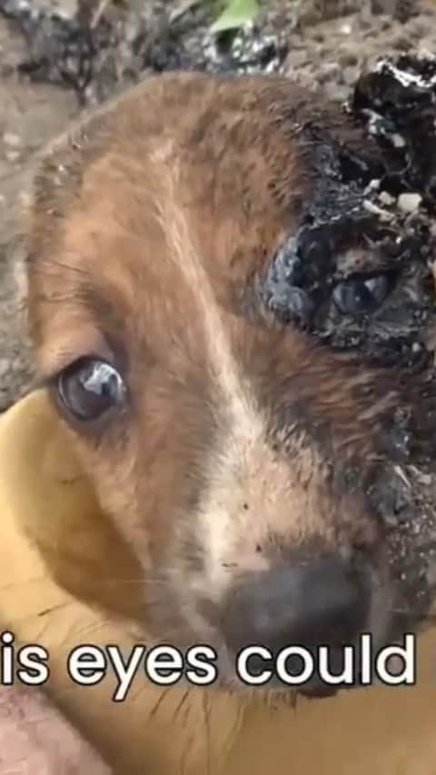 ティモシー・サイクスのインスタグラム：「Repost from @karmagawa Here’s why we are SO proud for Karmagawa to support animal rescue centers like @animalaid_india all over the world as they help so many animals in need! Please share this video with your followers and tag people, influencers and celebrities who need to see it as four small puppies came close to losing their lives in a horrendous accident when they stumbled into spilled tar in a garbage pile, but thanks to the hard work of some kind-hearted individuals these puppies were saved! When the first one wandered in and got stuck in the tar, she must have cried so much that the others came to see what was the matter, and they too got glued down by the awful tar. We knew they had a mother, but we couldn't find her until the day after their rescue and the hours-long process of removing the tar with oil and dish soap. These poor puppies were dazed with confusion, pain, fear and frustration, and two were so completely covered that all they could move was their eyes. But by the time Mommy arrived, they were freed from the poisonous grip of the tar and ready for the comfort of her love! We ALL must do what we can to help animals whenever possible…share this story with your followers and let’s inspire everyone to make this a better planet for humans and animals alike! #helpanimals #kindnessmatters #karmagawa」
