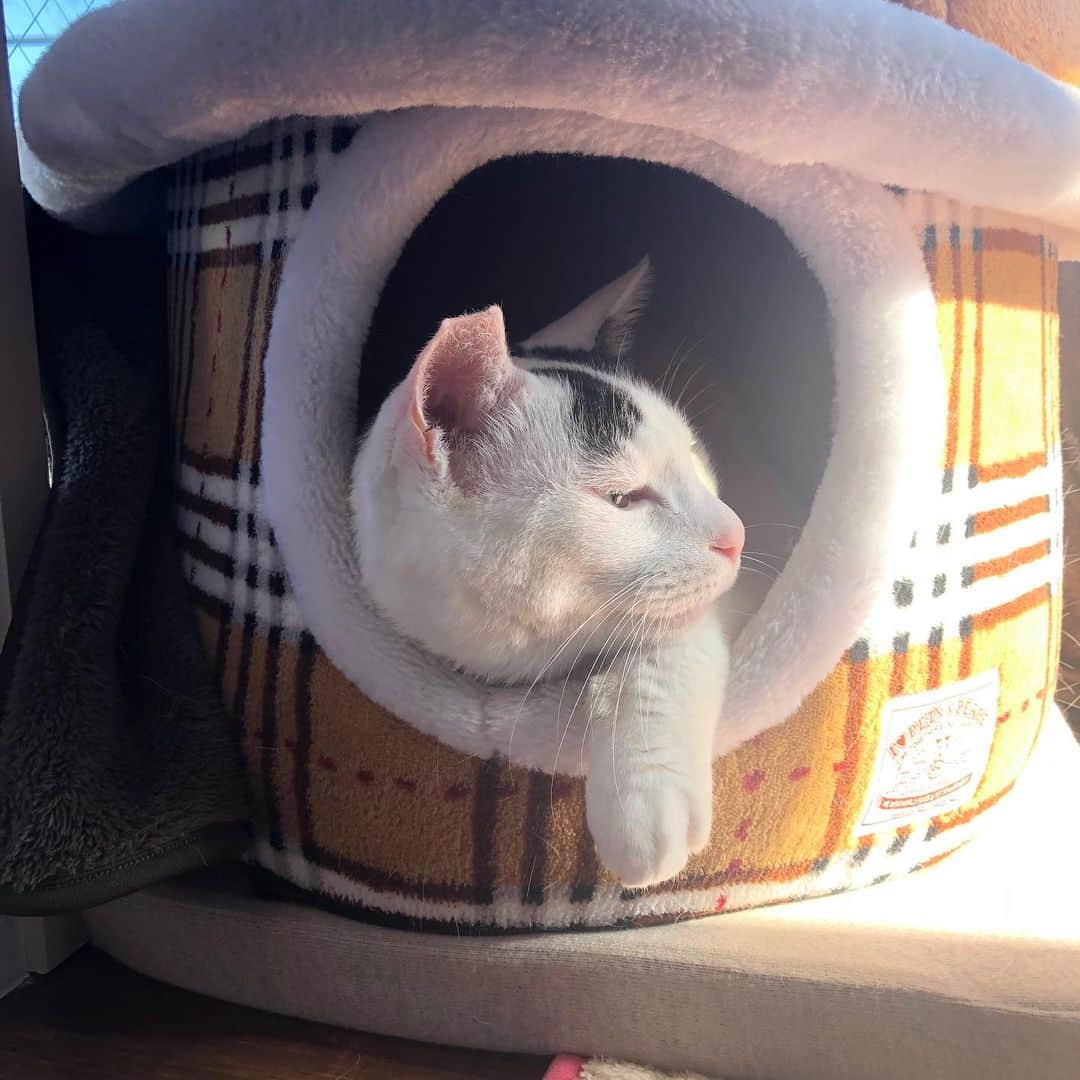 Siznaのインスタグラム：「#dura #cat #づら #猫 #sizna #雑種 #元地域猫 #ヅラ #ヅラ猫 #ヅラ猫部 #にゃんスタグラム #猫変態を増やそうの会 #うっとり #うっとりづら #サンタ待ち」