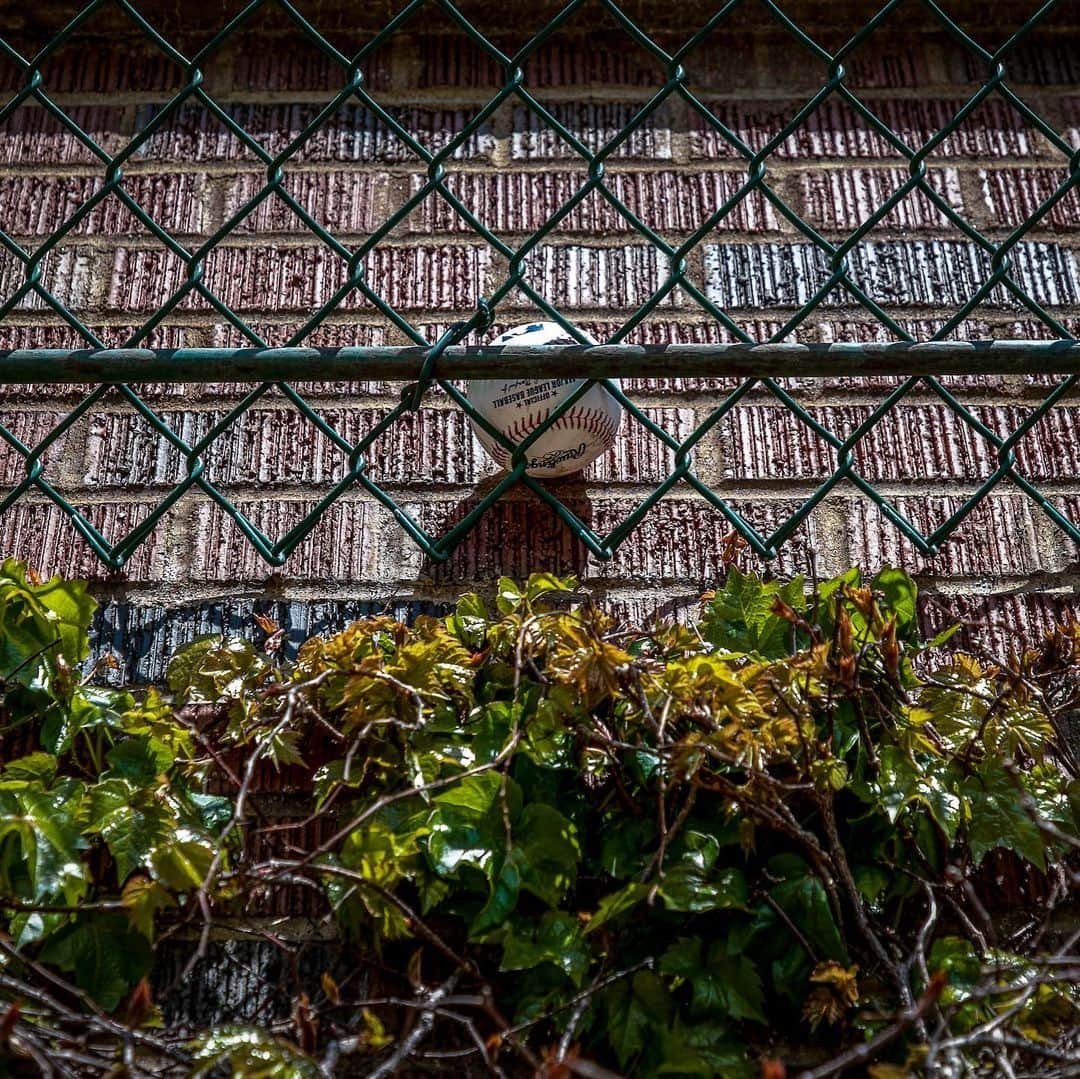 シカゴ・カブスさんのインスタグラム写真 - (シカゴ・カブスInstagram)「#CubsCollection: Ivy. The historic ivy has adorned the outfield walls of the Friendly Confines since 1937. Originally English ivy, now primarily Boston ivy, the vining plant was added to enhance the look of Wrigley Field and cushion the brick walls. The bleacher wall ivy isn’t just for looks, however, it actually influences game play. If a fair ball enters the ivy and rebounds onto the playing field, it is in play. If a fair ball enters the vines and lodges in the ivy, it is a dead ball and a ground rule double for the batter. This robust plant clings to the bricks of Wrigley Field and changes with the seasons. Meticulously cared for by the grounds crew, it comes back lush and green each summer contributing to the ballpark’s iconic look and feel. “The ivy is part of the state of mind created when one enters the Friendly Confines.” - Jack Brickhouse 📸 @sgreenphoto Find more photos on Facebook.com/Cubs.」12月4日 8時55分 - cubs