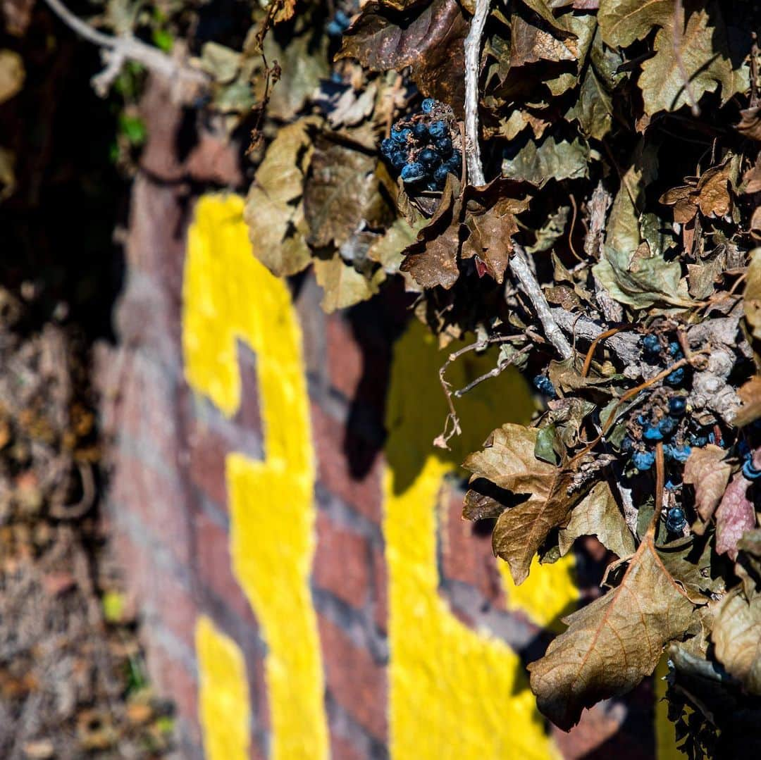 シカゴ・カブスさんのインスタグラム写真 - (シカゴ・カブスInstagram)「#CubsCollection: Ivy. The historic ivy has adorned the outfield walls of the Friendly Confines since 1937. Originally English ivy, now primarily Boston ivy, the vining plant was added to enhance the look of Wrigley Field and cushion the brick walls. The bleacher wall ivy isn’t just for looks, however, it actually influences game play. If a fair ball enters the ivy and rebounds onto the playing field, it is in play. If a fair ball enters the vines and lodges in the ivy, it is a dead ball and a ground rule double for the batter. This robust plant clings to the bricks of Wrigley Field and changes with the seasons. Meticulously cared for by the grounds crew, it comes back lush and green each summer contributing to the ballpark’s iconic look and feel. “The ivy is part of the state of mind created when one enters the Friendly Confines.” - Jack Brickhouse 📸 @sgreenphoto Find more photos on Facebook.com/Cubs.」12月4日 8時55分 - cubs