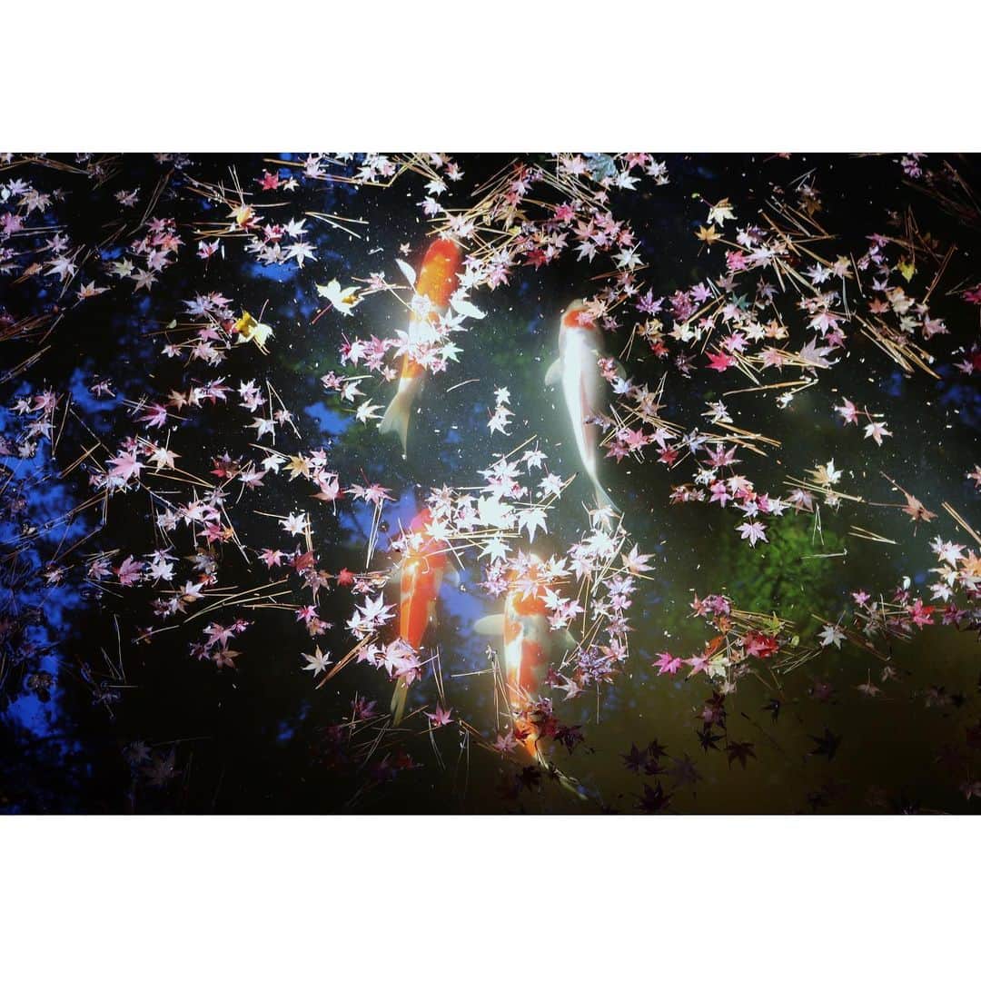 山崎直子さんのインスタグラム写真 - (山崎直子Instagram)「規模は小さめだけれど都内で美しい紅葉を楽しめる東京都庭園美術館 ・ 昼下がりの柔らかい陽の光に照らされた池が綺麗だった✨ ・ 今週の6・7日には紅葉ライトアップが実施されるようで、そちらも見てみたいなぁ🍁✨ ・ ・ ・ #池の鯉 #ときめきトゥナイト それは#池野恋 #少女漫画 #りぼん派 #なかよし派 ってあったなぁw#秋 #紅葉 #🍁 #自然のアート #紅葉見に行こうよう #紅葉狩り#東京都庭園美術館 #旧朝香宮邸 #日本庭園 #重要文化財 #写真好きな人と繋がりたい #autumn #autumnleaves #autumncolors #ig_japan #art_of_japan_ #いつかの #お写んぽ #📷」12月4日 9時03分 - yamanaon