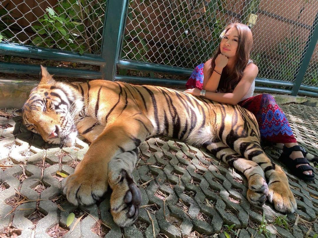 鷲巣綾乃のインスタグラム：「. . . . 🐅🐅🐅 . . . 📍#Tigerkingdom #タイガーキングダム #🇹🇭 #タイガー #トラ #🐯 #可愛い #大きな猫 だった💛 #Thai #Thailand #Phuket #プーケット #タイパンツ #タイ #タイ旅行 #海外旅行 #女子旅行 #プーケット旅行」