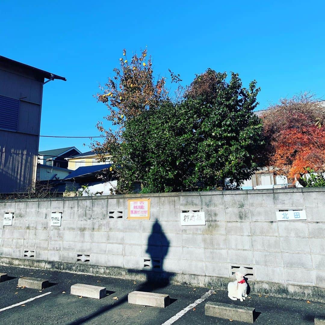 宙也さんのインスタグラム写真 - (宙也Instagram)「花屋のシロちゃん。」12月4日 9時38分 - chuya_aquarius