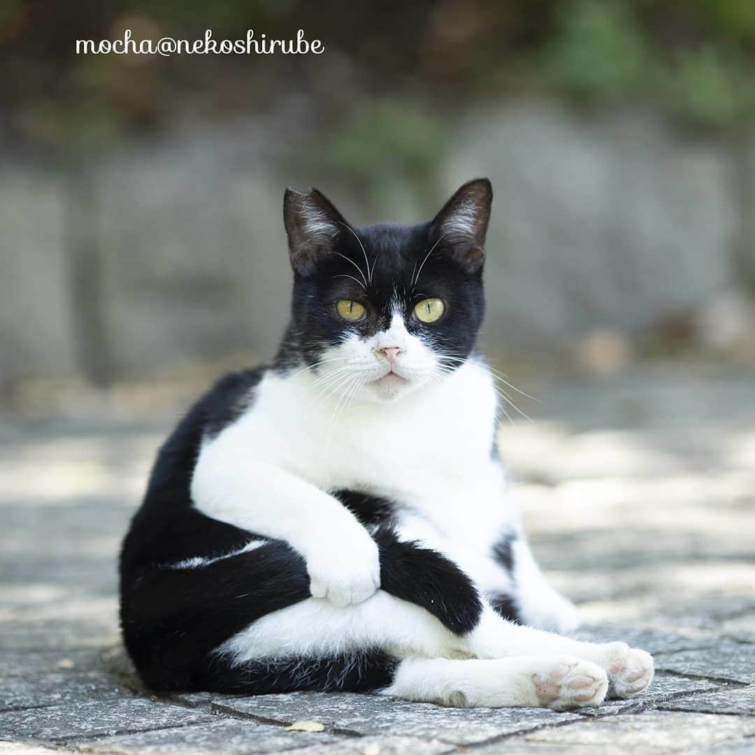 NEKOくらぶさんのインスタグラム写真 - (NEKOくらぶInstagram)「|| この尻尾はあたいのもんだよ⠀ 誰にもあげニャイわよ　#欲しい…⠀ @mocha_0709 さんの作品ですにゃ（＝ΦωΦ＝）⠀ *⠀ いいね！＆コメント大歓迎！！⠀ *⠀ #nekoclub #NEKOくらぶ #Japan #Photo #写真 #日本 #cat #ネコ #ねこ #猫 ⠀ Follow: @nekoclub_jpn⠀ *⠀ ▼【廣済堂出版共同企画】NEKOくらぶの皆さまとつくる「NEKOくらぶ写真集」、発売中♪（＝ΦωΦ＝）⠀ ※詳細は本アカウント「 @nekoclub_jpn 」のプロフィールに固定しているハイライトから」12月4日 10時01分 - nekoclub_jpn