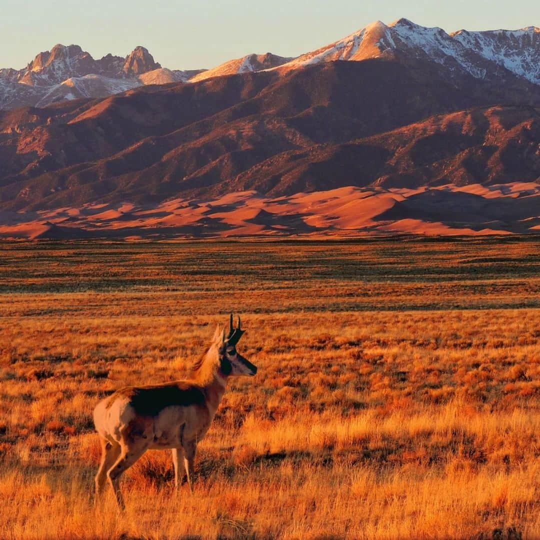 アメリカ内務省さんのインスタグラム写真 - (アメリカ内務省Instagram)「On the edge of the continent’s tallest sand dunes, grass prairies are home to herds of North American pronghorn. Easy to distinguish based on their permanent horns, pronghorn use speed and teamwork to avoid predators. When one individual detects danger, it flares its white rump patch, signaling the others to flee. The #pronghorn is well adapted for outrunning its enemies with an oversized windpipe and heart that allow large amounts of oxygen and blood to be carried to and from its unusually large lungs. Pronghorn can sustain sprints of 45–55 mph. Such speed, together with keen vision, make the adults difficult prey for any natural predator. We’re glad this one stood still long enough for a picture at Great Sand Dunes National Park & Preserve in #Colorado. Photo @greatsanddunesnps by Patrick Myers, #NationalPark Service. #travel #FindYourPark #wildlife #usinterior」12月4日 10時05分 - usinterior