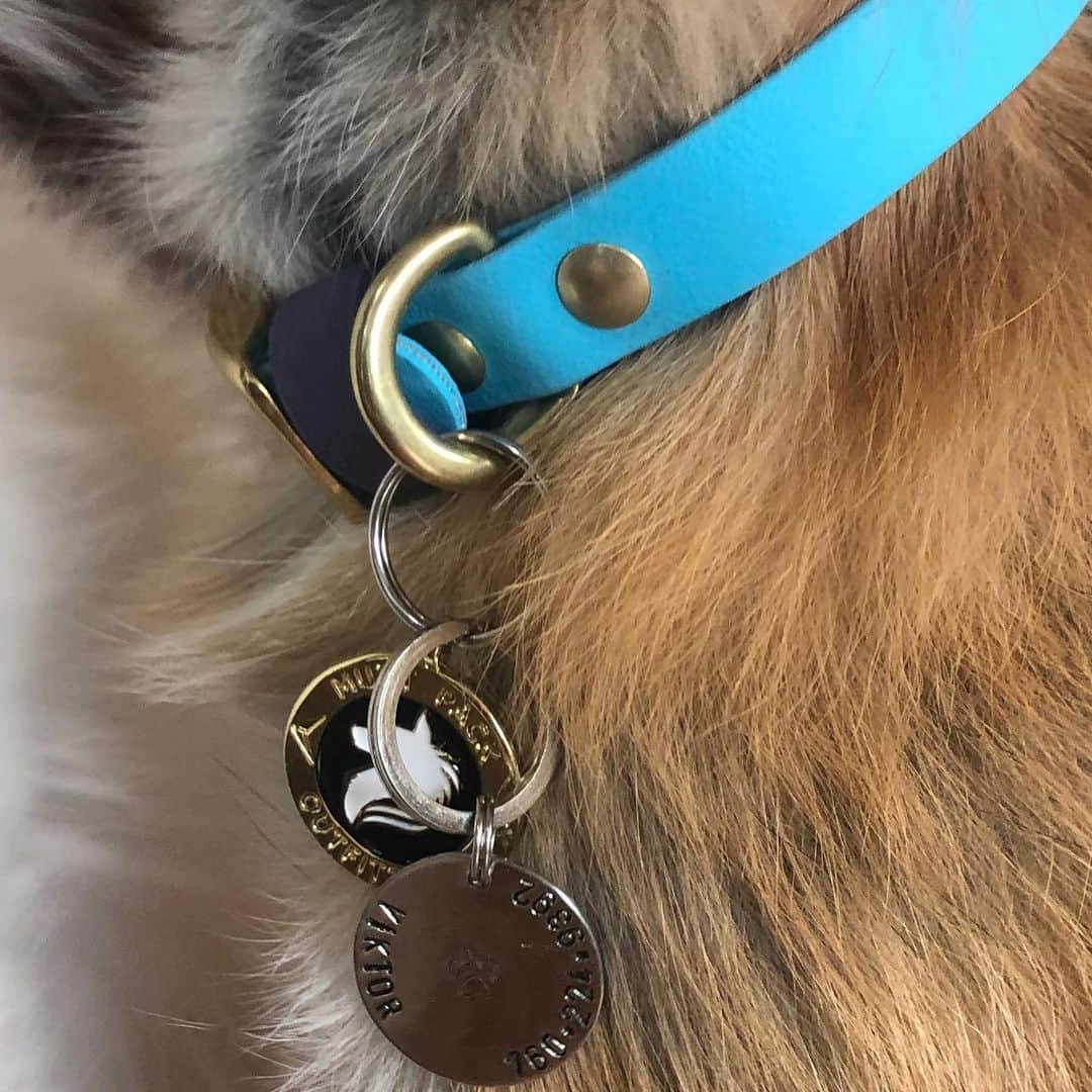 Rylaiさんのインスタグラム写真 - (RylaiInstagram)「Viktor sporting his new name tag from @wanderlust.creatures from our collaboration with @pupfluence . . . Now where ever Viktor goes, he can always call home! . . . . Viktor is also sporting a collar from @muttpackoutfitters . #wanderlustcreatures #pupfluencer #ad #foxes #viktor #neverlost #dashing #prettyboy #vulpes #givingtuesday #supportlocal #canids #canidconservation #lovefoxes #foxesofig #foxesofinstagram #sandiego #socal」12月4日 10時23分 - jabcecc