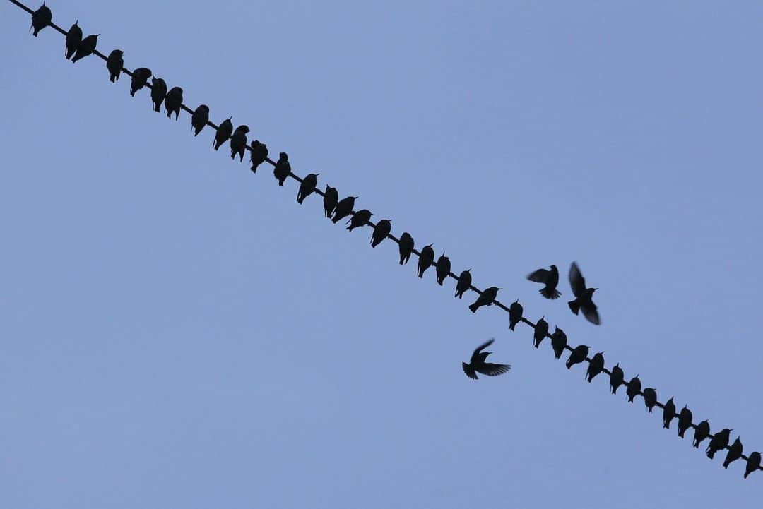 thephotosocietyさんのインスタグラム写真 - (thephotosocietyInstagram)「Photo by @joepetersburger // THE SPOT Common #starlings (Sturnus vulgaris) competing for their spot on an electric wire. This is a usual morning scene just couple hundred meters from the place I live recently in #Hungary. Because of unusually warm weather, they are still here, instead of migrating to the Mediterranean. No need to travel far away for fantastic experience. Travel less, discover your backyard, reduce your ecological footprint! #starling #migration #globalwarmingisafact」12月4日 10時24分 - thephotosociety