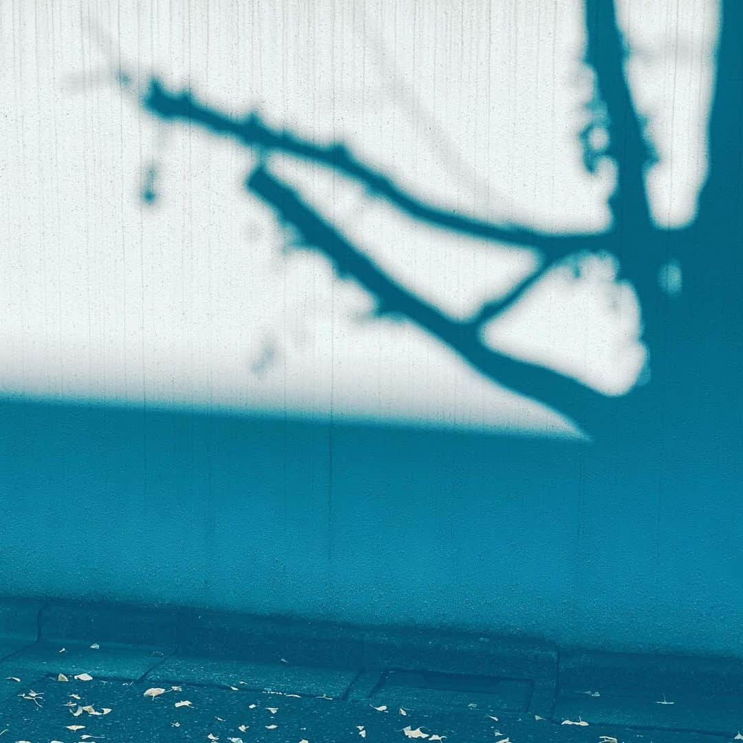 中野敬久さんのインスタグラム写真 - (中野敬久Instagram)「#shadow #falls #tree #art #street #winter」12月4日 10時26分 - hirohisanakano