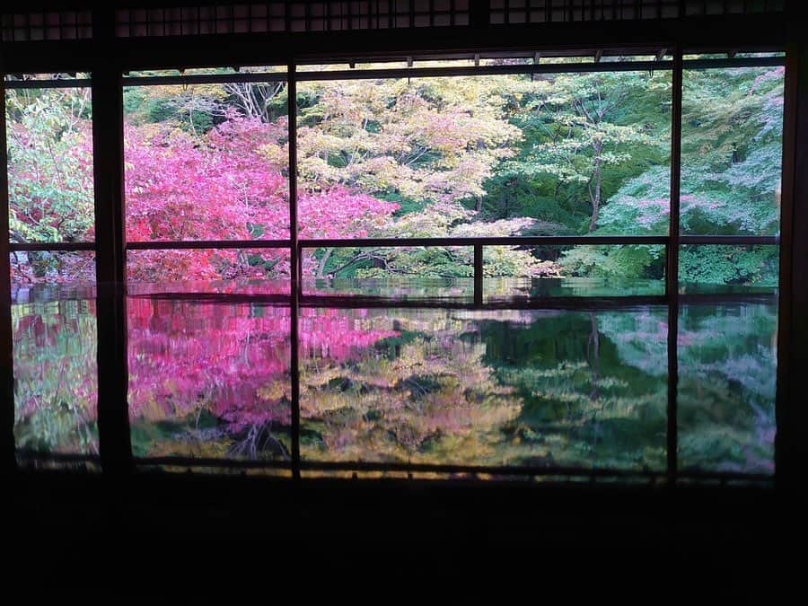 仙石みなみさんのインスタグラム写真 - (仙石みなみInstagram)「.🍁 机に反射してうつるもみじ。 . #瑠璃光院 #京都 #kyoto #寺 #紅葉 #もみじ #お茶  #love」12月4日 10時56分 - sengoku_minami