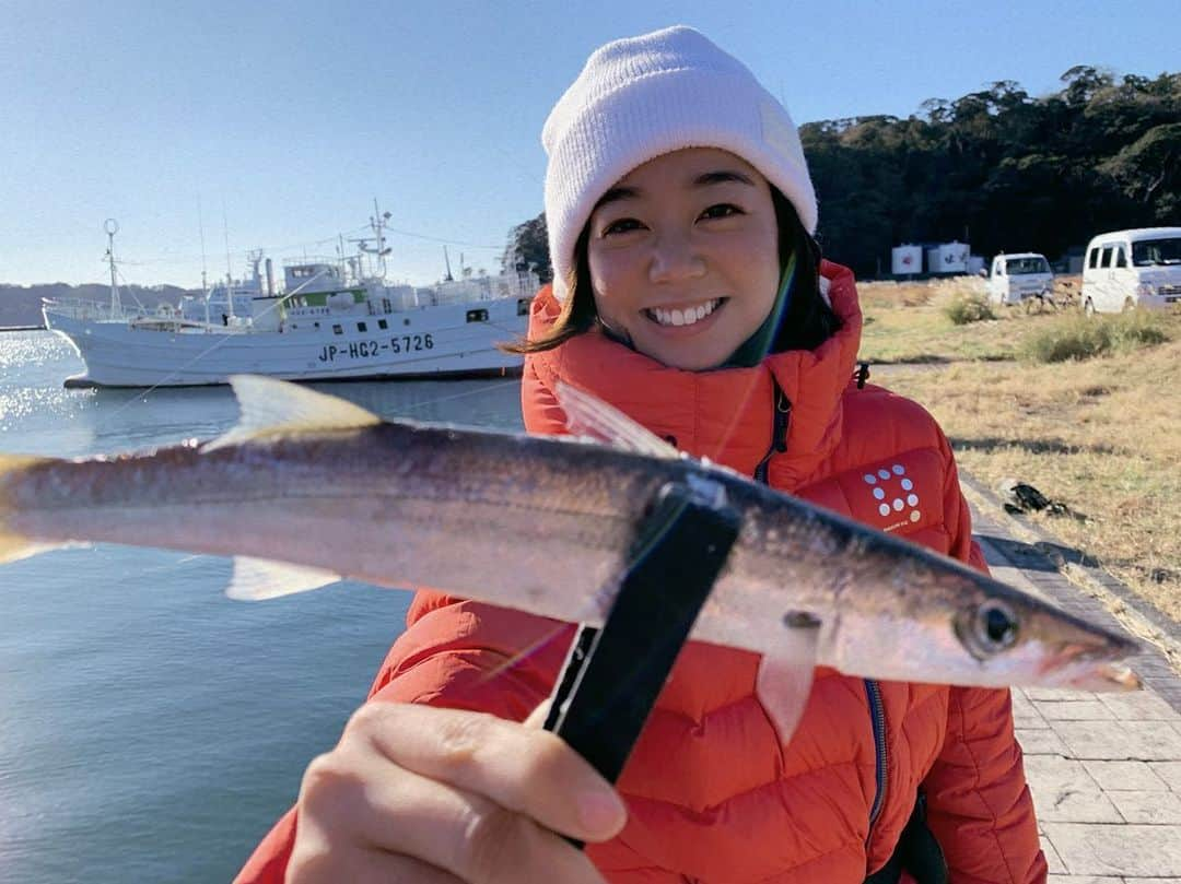 香月ハルさんのインスタグラム写真 - (香月ハルInstagram)「カマスの時合がきて大漁大漁♫ #静岡県下田市」12月4日 11時10分 - halu_kazuki