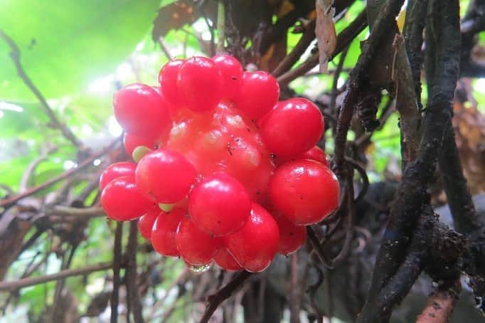 Soka Universityさんのインスタグラム写真 - (Soka UniversityInstagram)「Campus Seasonal Photos October ❸ 丹木の歳時記　神無月❸ ⑴ 真葛(サネカズラ・Sanekazura) ⑵ 金木犀(キンモクセイ・Kinmokusei) ⑶ 銀木犀(ギンモクセイ・Ginmokusei) ⑷ 吊り花(ツリバナ・Tsuribana)  ⑸ 高野箒(コウヤボウキ・Kouyabouki) ⑹ 柏葉白熊(カシワバハグマ・Kashiwabahaguma) ⑺ オトコヨウゾメ・Otokoyouzome ⑻ 秋の麒麟草(アキノキリンソウ・Akinokirinsou) ⑼ ハナビラニカワタケ・Hanabiranikawatake ⑽ ホコリタケ・Hokoritake #discoversoka #sodaigram #sokauniversity #hachioji #tokyo #japan #university #campus #nature #environment #students #global #創価大学 #八王子 #東京 #大学 #キャンパス #自然 #環境 #学生」12月4日 11時27分 - sokauniversity