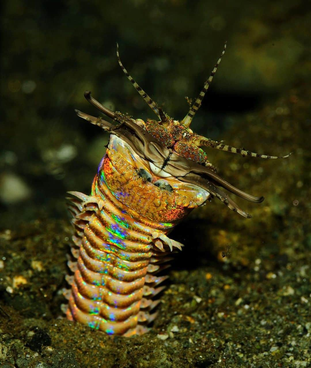 アメリカ自然史博物館さんのインスタグラム写真 - (アメリカ自然史博物館Instagram)「Beneath the ocean floor lurks a giant marine worm that can grow 10 to 20 feet (3 to 6 meters) long: the bobbit worm (Eunice aphroditois). It’s a ravenous predator that burrows underground with its head facing upwards, waiting for prey. It doesn’t have eyes or a brain, but it does have five antennae that it sticks out above the sand to sense for and lure in unsuspecting fish. When prey get near, the bobbit worm strikes at a lightning speed with powerful jaws, snatches its meal, and pulls it down below. Photo: Jenny Huang」12月4日 11時33分 - amnh