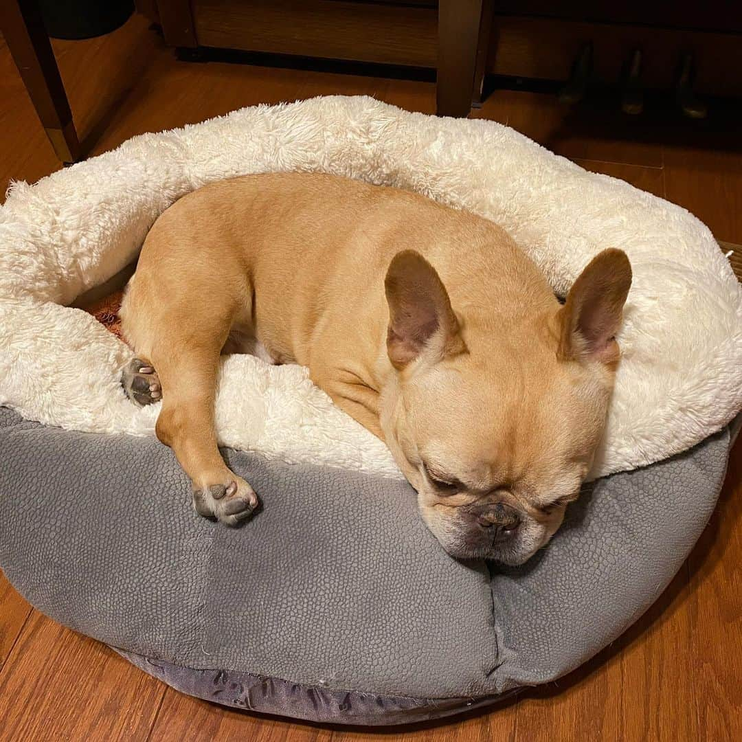 Hamlinさんのインスタグラム写真 - (HamlinInstagram)「Still not moving after eating a lawnmower’s mulch bag worth of Turkey 🦃 Day stuffing five days ago. Although, the wheelbarrow-sized leftover mashed potatoes and multiple sleeves of canned cranberries isn’t helping either. .......... #stillfull #nothungry」12月4日 12時02分 - hamlin_the_frenchie