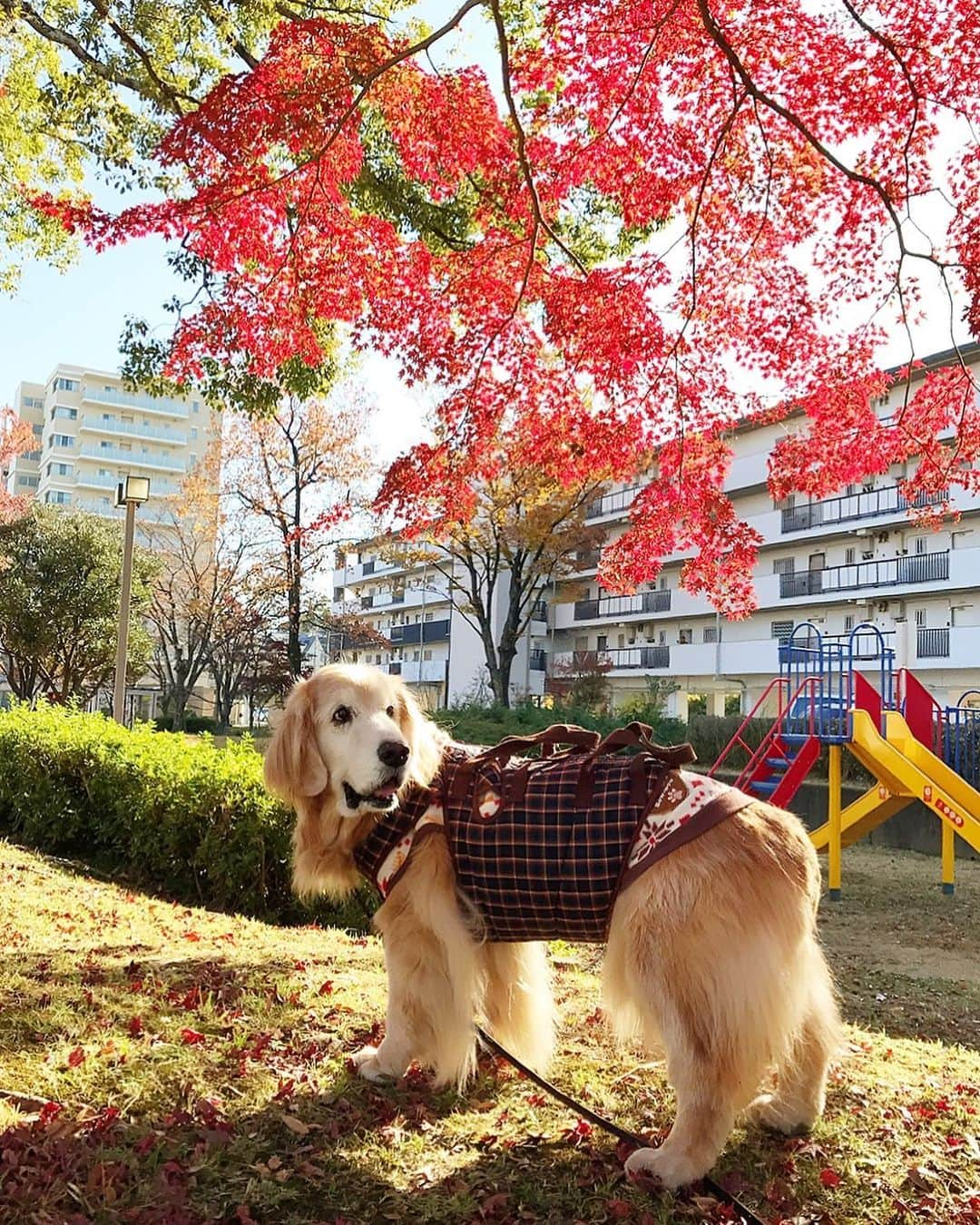 kei515yuさんのインスタグラム写真 - (kei515yuInstagram)「こんにちは。 2日前の写真だけど今日も元気です😄  #dogsofinstagram #ゴールデンレトリバー #ilovegolden_retrievers #retrieversgram #insta_animal #dog_ofinstagram #gloriousgoldens #retriever #goldenretriever #犬バカ部 #igdog #gryuuko #repost_ezyjp #retrieveroftheday #weeklyfluff #thedailygolden  #excellent_dogs #pecoいぬ部 #てんかん持ちワンコ #前庭疾患回復期 #高齢犬14歳 #高齢犬 #seniordogs #seniordogsofinstagram」12月4日 12時21分 - kei515yu