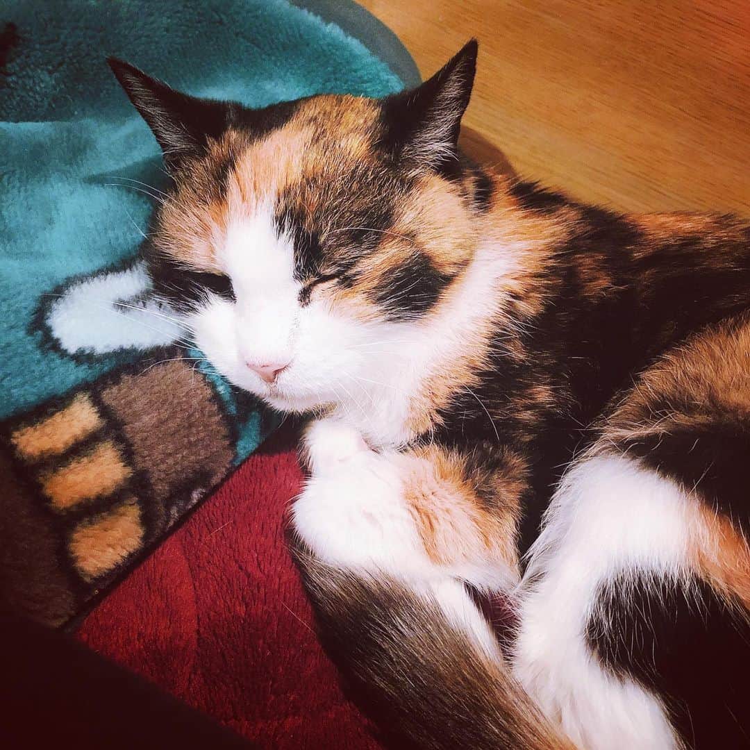 門倉聡のインスタグラム：「だいぶ落ち着いてきた。部屋ガチャガチャ開けようとすることもなくなってきて、ノンビリ過ごせるようになってきた。 親追いは変わらず笑 子猫のようだ。 #ねこ #ねこすたぐらむ #ねこのいる生活 #ねこのきもち #cat #catstagram #catlife」