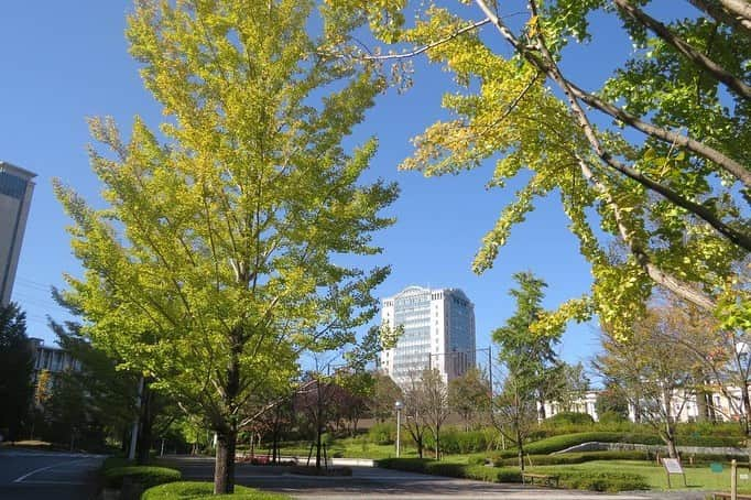 Soka Universityさんのインスタグラム写真 - (Soka UniversityInstagram)「Campus Seasonal Photos November ① 丹木の歳時記　霜月① ⑴ 羽団扇楓(ハウチワカエデ・Hauchiwakaede) ⑵ 中央図書館・Central library  ⑶ 本部棟・Central Tower ⑷ 山茶花(サザンカ・Sazanka) ⑸ 紫式部(ムラサキシキブ・Murasakishikibu) ⑹ 石蕗(ツワブキ・Tsuwabuki) ⑺ 荒毛木耳(アラゲキクラゲ・Aragekikurage) ⑻ 真鴨(マガモ・Magamo) ⑼ キチョウ・Kichou  ⑽ テングチョウ・Tenguchou #discoversoka #sodaigram #sokauniversity #hachioji #tokyo #japan #campus #university #students #environment #nature #november #global #beautiful #創価大学 #八王子 #東京 #大学 #キャンパス #自然 #環境 #学生 #11月 #霜月 #秋 #四季」12月4日 13時30分 - sokauniversity