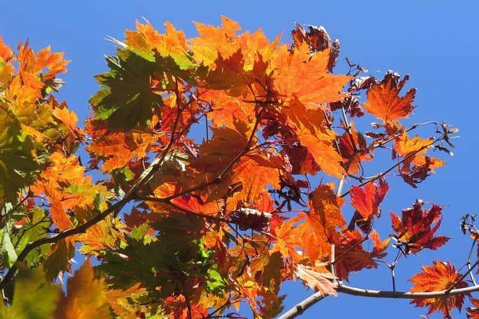 Soka Universityさんのインスタグラム写真 - (Soka UniversityInstagram)「Campus Seasonal Photos November ① 丹木の歳時記　霜月① ⑴ 羽団扇楓(ハウチワカエデ・Hauchiwakaede) ⑵ 中央図書館・Central library  ⑶ 本部棟・Central Tower ⑷ 山茶花(サザンカ・Sazanka) ⑸ 紫式部(ムラサキシキブ・Murasakishikibu) ⑹ 石蕗(ツワブキ・Tsuwabuki) ⑺ 荒毛木耳(アラゲキクラゲ・Aragekikurage) ⑻ 真鴨(マガモ・Magamo) ⑼ キチョウ・Kichou  ⑽ テングチョウ・Tenguchou #discoversoka #sodaigram #sokauniversity #hachioji #tokyo #japan #campus #university #students #environment #nature #november #global #beautiful #創価大学 #八王子 #東京 #大学 #キャンパス #自然 #環境 #学生 #11月 #霜月 #秋 #四季」12月4日 13時30分 - sokauniversity