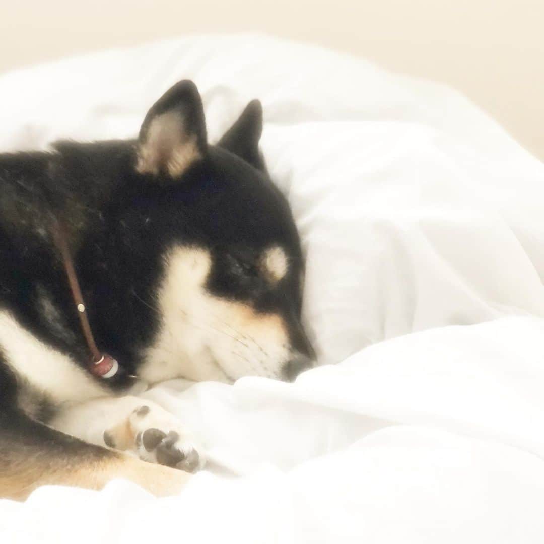 vo_coのインスタグラム：「🐾 我が家　最近の起きる順 🙋🏻‍♀️→🧒🏻→🙋🏻‍♂️→🐶 最後までベッドにいて、ご飯が用意される音がするともそもそ起きてくる いいよ！自分のペースでのんびり健康に過ごしてくれたら！ #shibastagram #instashiba #shiba #shibainu #黒柴 #柴犬」