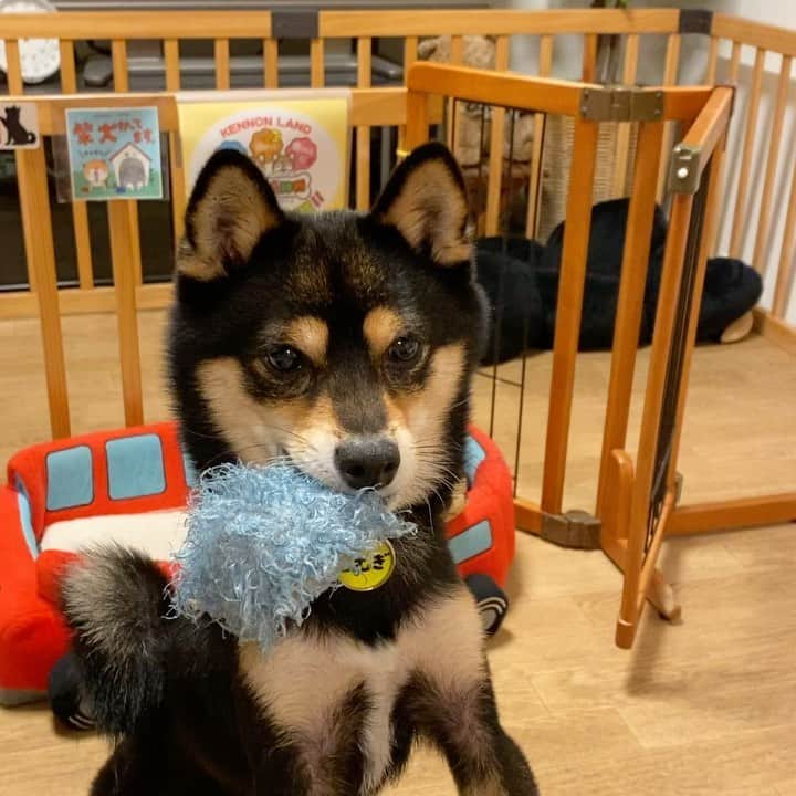 のインスタグラム：「おもちゃ、投げてくださーい😁2019.12.4  2020年黒豆柴こむぎの壁かけカレンダー🗓の予約受付中‼️プロフィールから、予約専用サイトに飛べるよ。ぜひ、ボクのカレンダーで新年を迎えてね😉  Komugi’s wall calendar pre-order now‼️ International shipping is available🌏🆗 Please check the link in my profile.  #黒豆柴こむぎカレンダー #黒豆柴 #豆柴 #黒柴 #黑柴 #柴犬 #柴 #まめしば #しばいぬ #mameshiba #kuroshiba #shibainu #shiba #shibalove #shibalovers #shibastagram #shiba_snap #shibasofinstagram #ふわもこ部 #pecoいぬ部 #pecotv #いぬら部 #proudshibas #thedailyshibainu #ここ柴部 #いぬのきもち #todayswanko #rakutenpet #9gagcute」