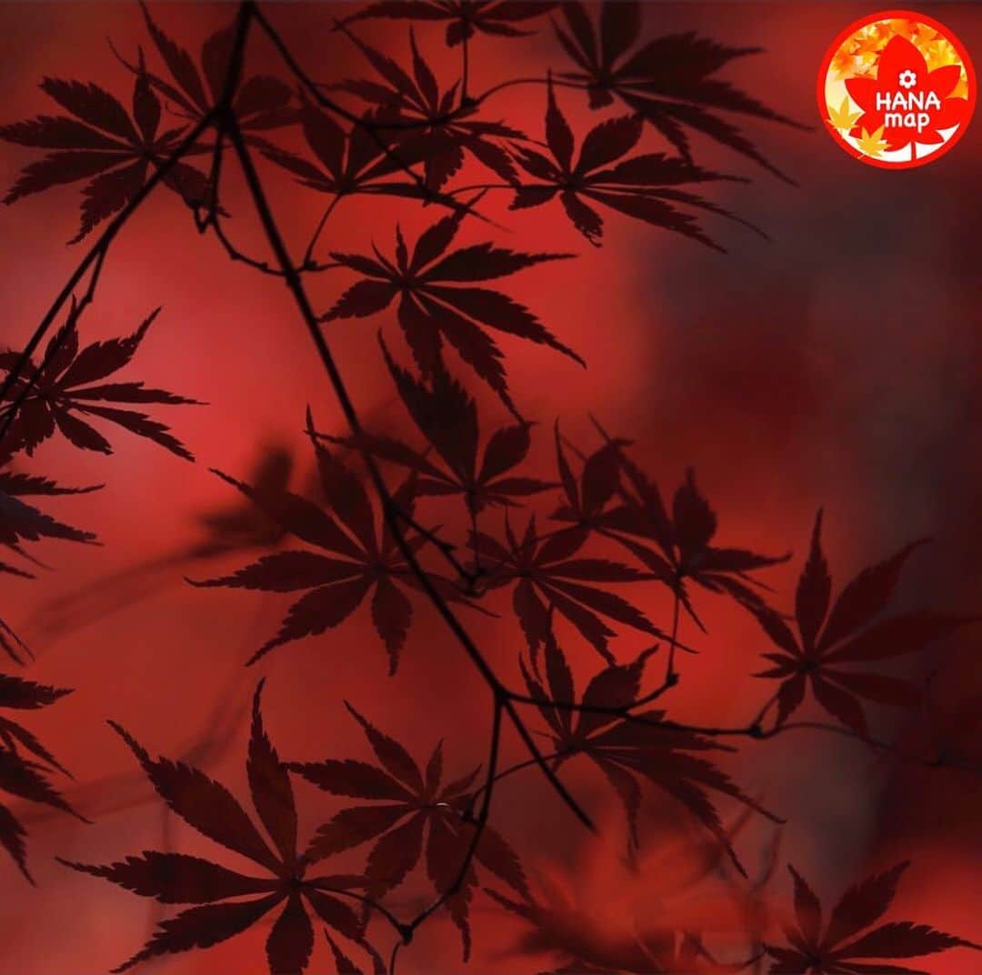 はなまっぷ❁日本の花風景さんのインスタグラム写真 - (はなまっぷ❁日本の花風景Instagram)「🍂🍁はなまっぷの紅葉まつり🍁🍂 * @ochiai_toshiya さんの 紅葉に花まるを💮 * 色とりどりに染まる美しい日本の秋をありがとうございます😊🍁🍂 * 埼玉　#平林寺 Heirinji Temple, Saitama Pref. * 見頃を過ぎている場所もご紹介しています。 お出かけの際はHP等で最新の情報をご確認くださいね🙏🍁 * 🍁•••🍂•••🍁•••🍂•••🍁•••🍂 * 🍂🍁はなまっぷの紅葉まつり🍁🍂 〜紅葉の季節が終わる頃まで #はなまっぷ  のタグの中から、紅葉のお写真をご紹介させていただきます。期間中はランダムに、複数枚投稿でもご紹介させていただく場合がございます。 * #秋#紅葉#風景#はなまっぷ」12月4日 23時13分 - hanamap