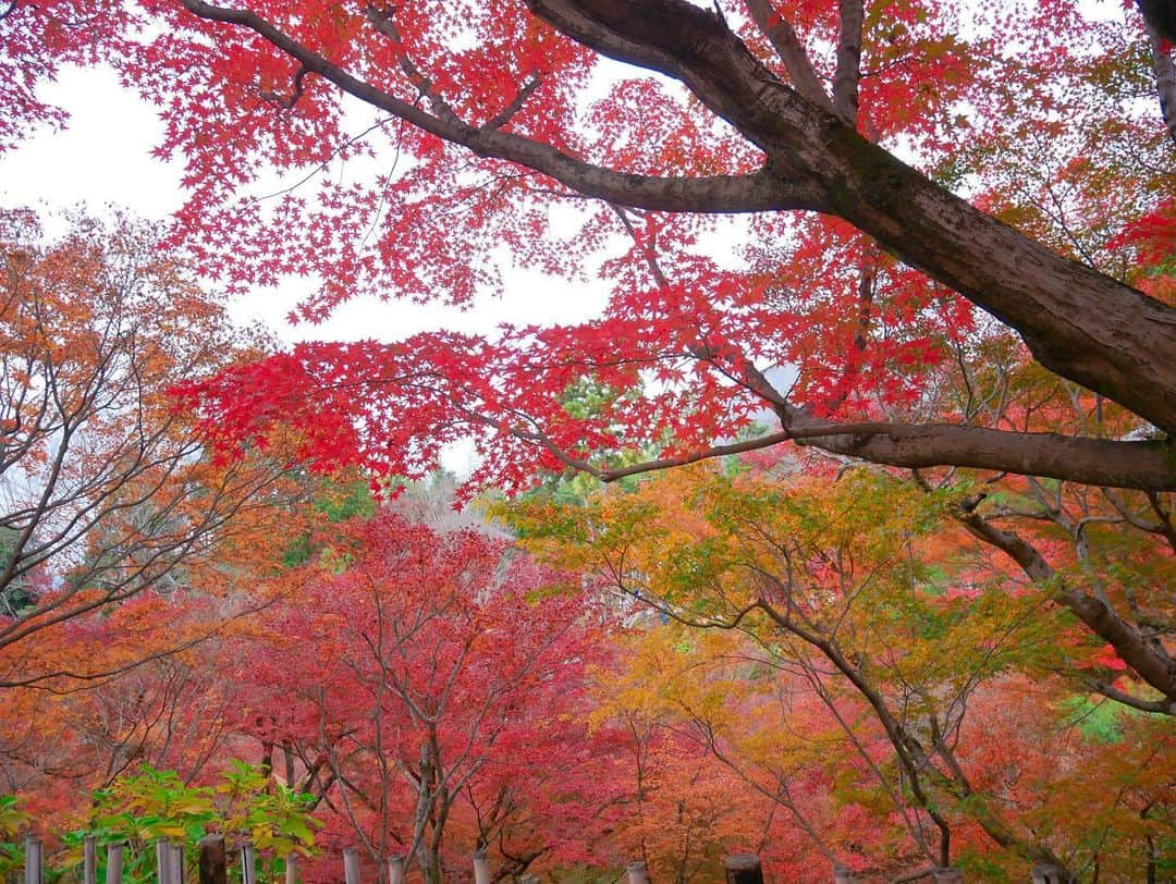 黒坂優香子さんのインスタグラム写真 - (黒坂優香子Instagram)「🍁 ・ ・ 京都の東福寺へ❤️ 母と共に👩‍👧✨ ・ 前回も母と二人で京都旅したんだけれど、紅葉の季節に来るのは初めてで！！ 美しすぎてとっても感動した😢 ・ ・ 来年も行きたいなあ👼✨ ・ ・ #京都  #京都旅 #親娘旅」12月4日 23時25分 - yukakokurosaka0606