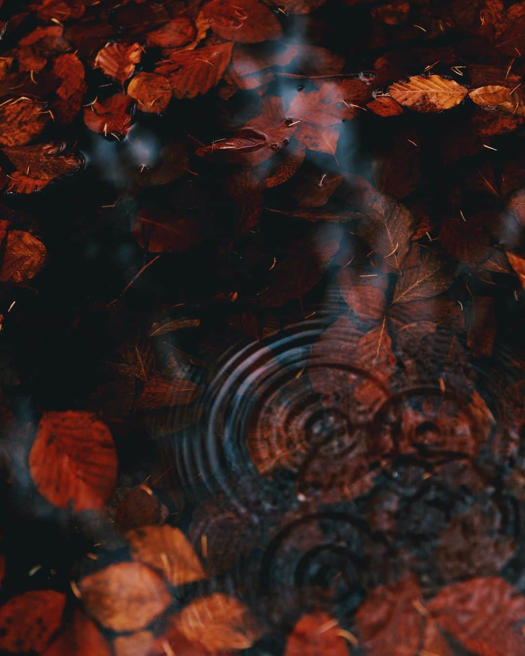 リリー＝ローズ・メロディのインスタグラム：「Autumnal details 🍂」