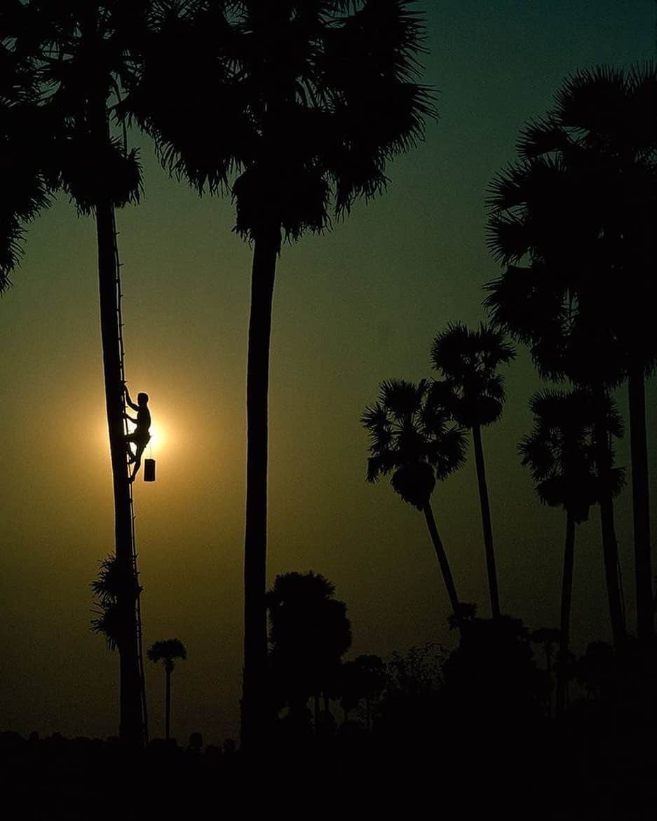 Meganさんのインスタグラム写真 - (MeganInstagram)「Sundown silhouettes 〰 a sugar harvester descending a toddy palm tree in Cambodia, October 1964 @natgeo #nationalgeographic #archive #cambodia #palmtrees」12月4日 23時47分 - zanzan_domus