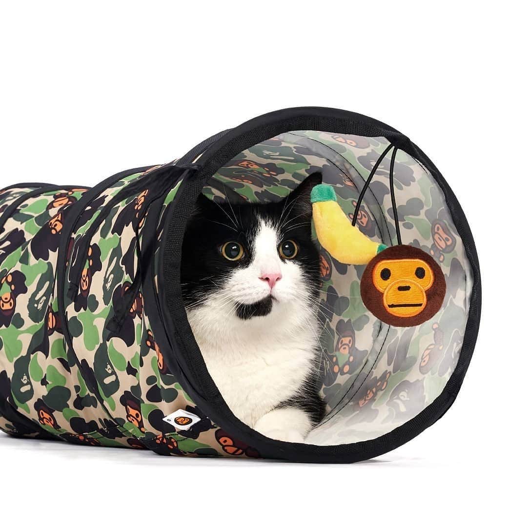 HYPEBEASTさんのインスタグラム写真 - (HYPEBEASTInstagram)「#hypeAF: @babymilostore has just dropped a few more items from its Fall/Winter 2019 pets lineup, this time focusing more on the feline friends. The new pet-friendly pieces include a tunnel and play castle swathed in a special Baby Milo and BAPE Camo print, along with a few soft toys fashioned from Baby Milo’s face and a yellow banana. All items are available now at select Baby Milo and i.t. locations. New items will be added, so stay tuned for updates.⁠⠀ Photo: Baby Milo」12月5日 0時33分 - hypebeast