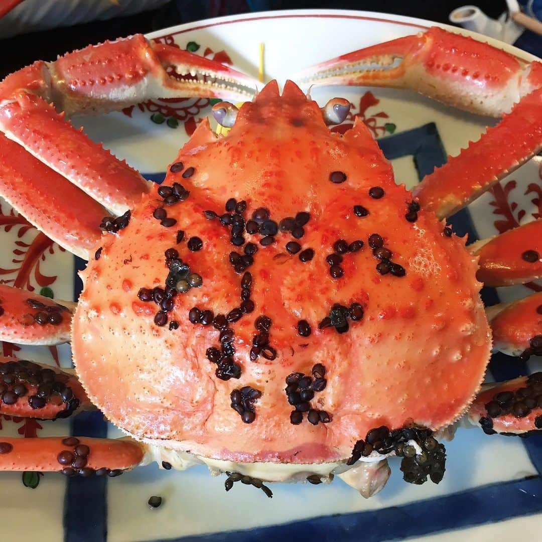 珠洲春希さんのインスタグラム写真 - (珠洲春希Instagram)「今年は福井にて沢山の🦀蟹をいただきました。 幼い頃に親戚の皆さんと大勢で食べた蟹も、青春期に、同期達と男性並みに戴いた恐ろしい量の蟹も、大人になって、🍶日本酒を傾けながら大好きな人達といただく蟹も、その時その時の、とても素敵な思い出です。  この間の茹でたての蟹さん達は、もう喉まで蟹でいっぱい。 今年分の蟹をいただきました。 セイコ蟹は、暫く獲れなくなるとの事。感謝です。 #越前蟹 #セイコ蟹 ＃タグ付き #ズワイガニ」12月4日 17時22分 - harukisuzu54