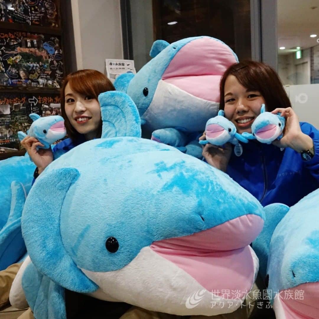 世界淡水魚園水族館 アクア・トト ぎふのインスタグラム：「超巨大メコンオオナマズ！  店長が弱気になったため、10個しかつくれなかったぬいぐるみです。 サイズはおよそ１ｍ、埋もれて楽しめるクリスマスプレゼント、いかかでしょうか。  #アクアトト #アクアトト岐阜 #アクアトトぎふ #水族館#aquarium#ぬいぐるみ#ナマズ#メコンオオナマズ#Pangasianodongigas#mekonggiantcatfish」