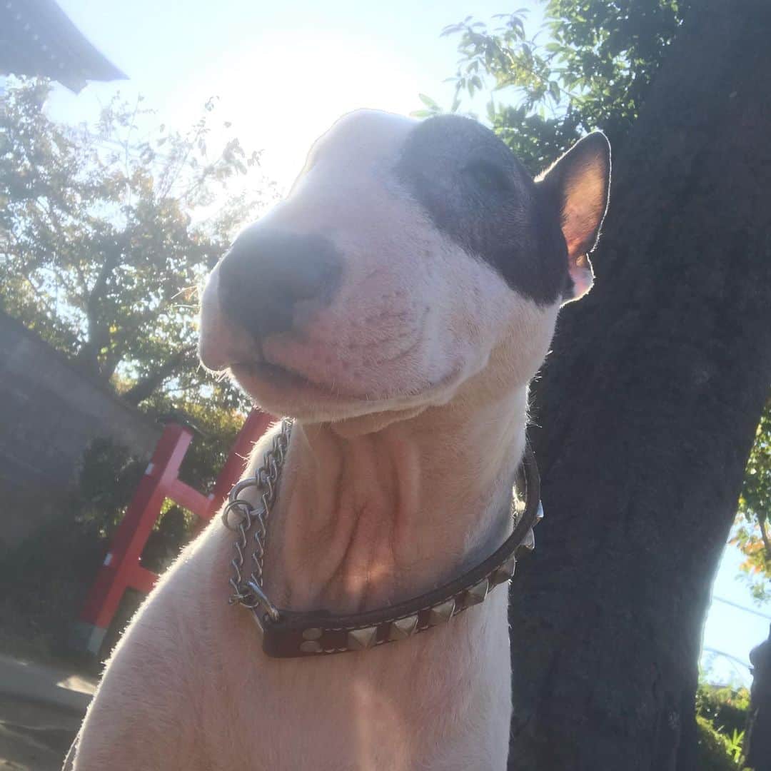 のインスタグラム：「#minituru#bull#terrier#minibullterrier#miniturubullterrier#dog#dogstagram#cute#qtaro#love#family#ミニチュア#ブルテリア#ミニチュアブルテリア#Q太郎」