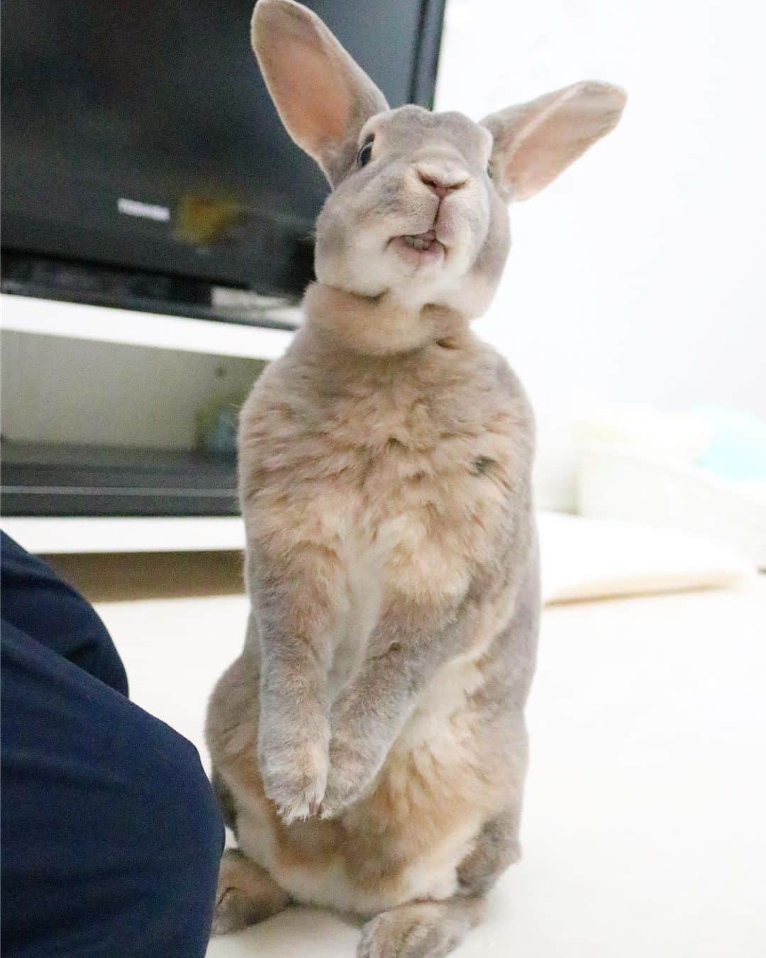 Kayoのインスタグラム：「マダム好き❤️ ぐいぐいいくよ！ 撫でて欲しい時はおでこだすよ！ そしてエンドレスおかわり要求❤️」