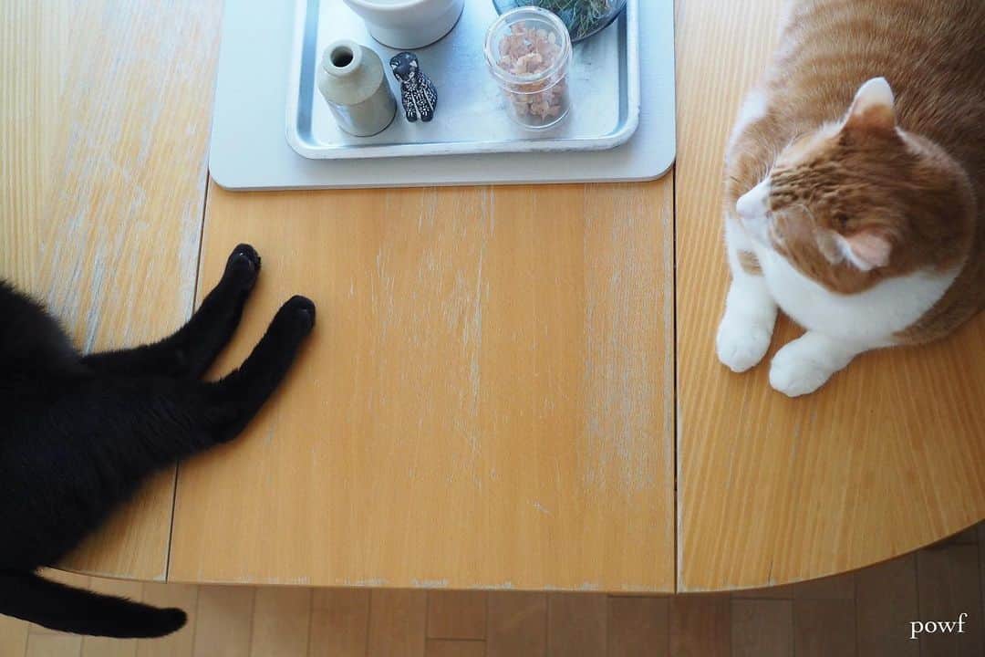 anemone_69のインスタグラム：「. #ハカセとキョウジュ #cat #猫 #保護猫 . . .」