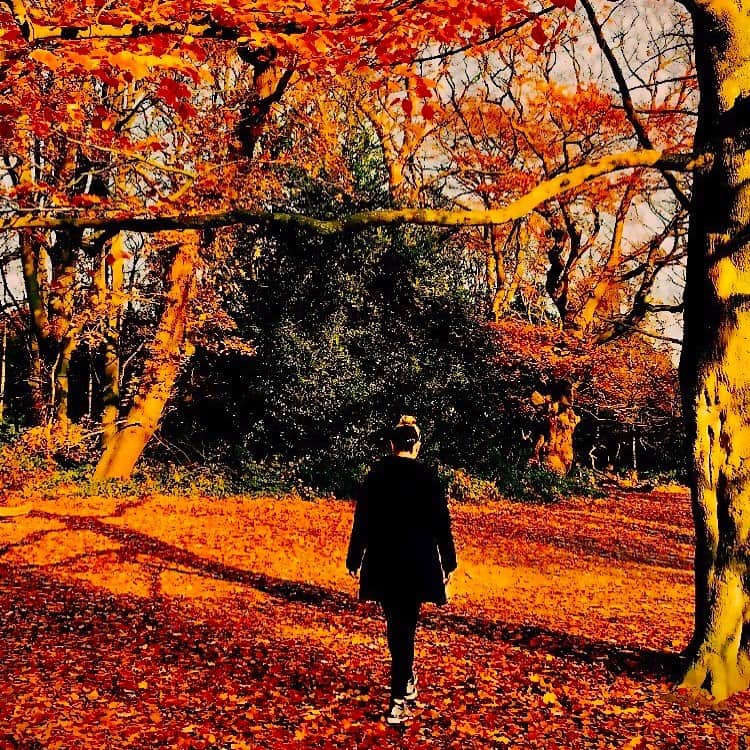 リッキー・ジャーヴェイスさんのインスタグラム写真 - (リッキー・ジャーヴェイスInstagram)「Jane, out for a lovely autumn walk with her friends.」12月4日 19時17分 - rickygervais