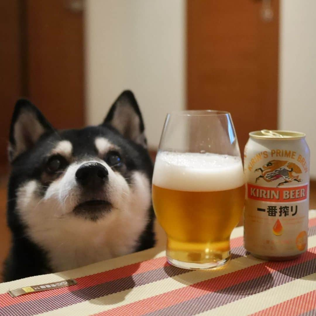 くろさんのインスタグラム写真 - (くろInstagram)「本日もお疲れちゃんでした🍺 #目線の先にはおやつ #一番搾り #キリン一番搾り #キリンビール #麒麟麦酒 #kirinbeer  #RIEDEL #リーデル #thewineglasscompany #Bravissimo #BravissimoBEER #kuroshiba #shibainu #黒柴 #柴犬 #和犬 #日本犬 #ふわもこ部 #ふわもこ部わんこ #ふわもこ部ワンコ #わんこのいる暮らし #わんこと一緒 #わんことの生活 #わんこと暮らす #柴犬と一緒 #柴犬のいる暮らし #柴犬のいる生活 #わんダフォ #わんだふるjapan #お疲れちゃんビール」12月4日 19時17分 - m6bmw