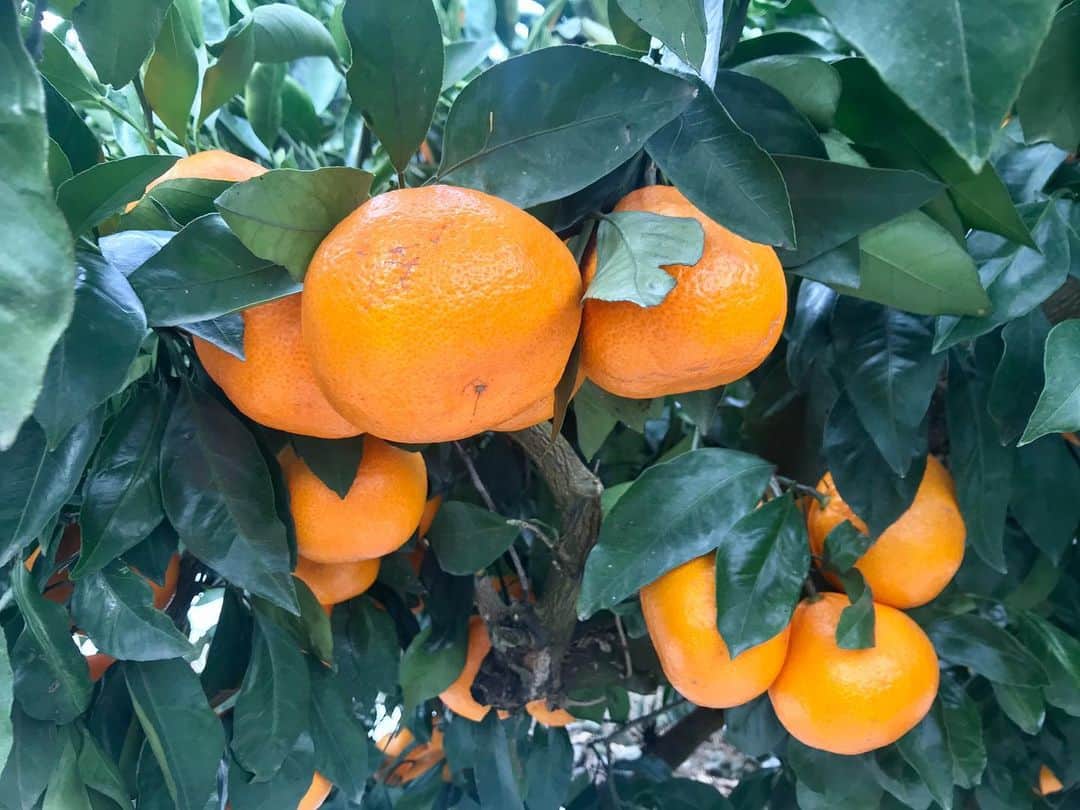 ガユンのインスタグラム：「🍊」